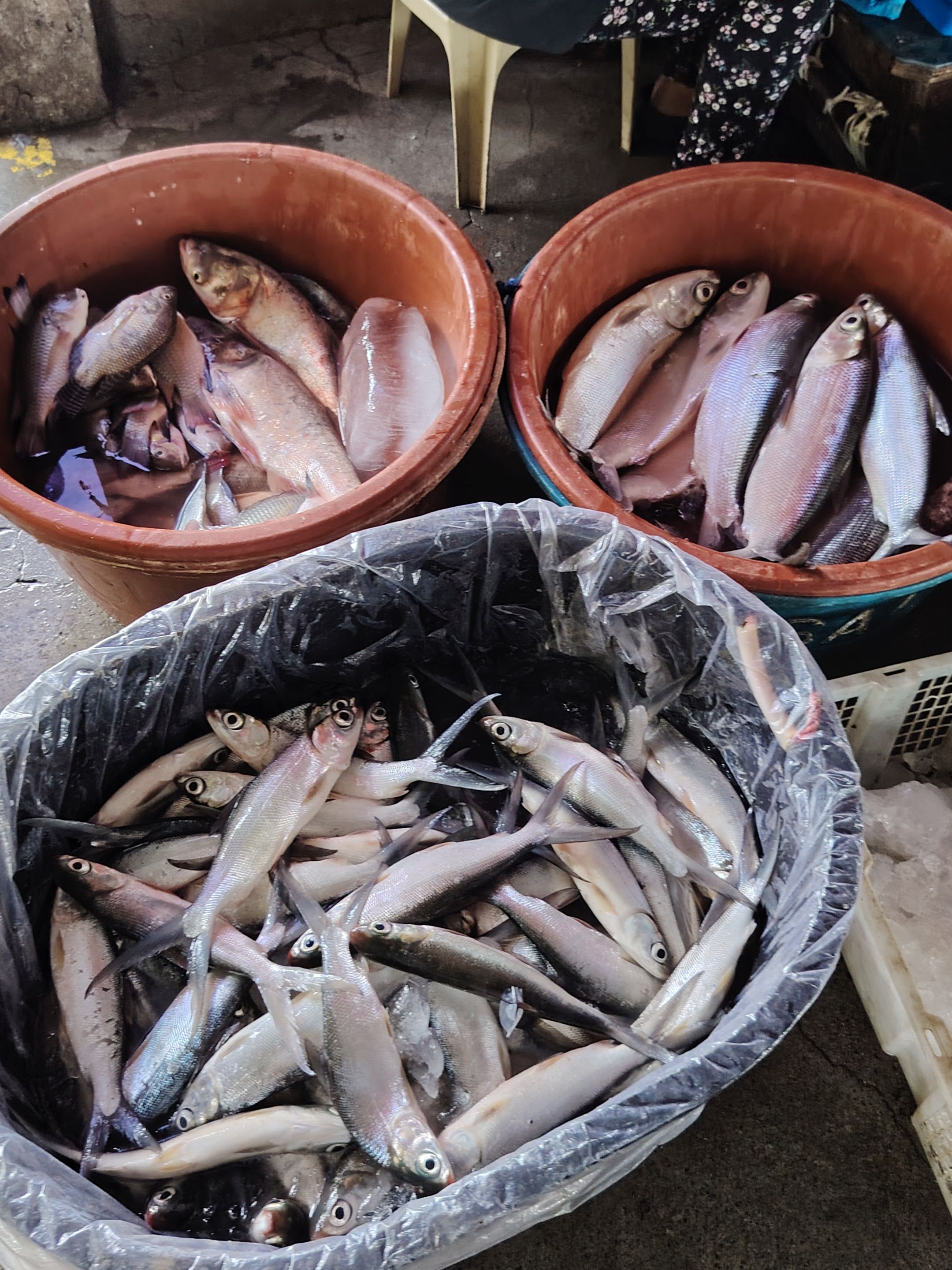 Fresh catch in buckets