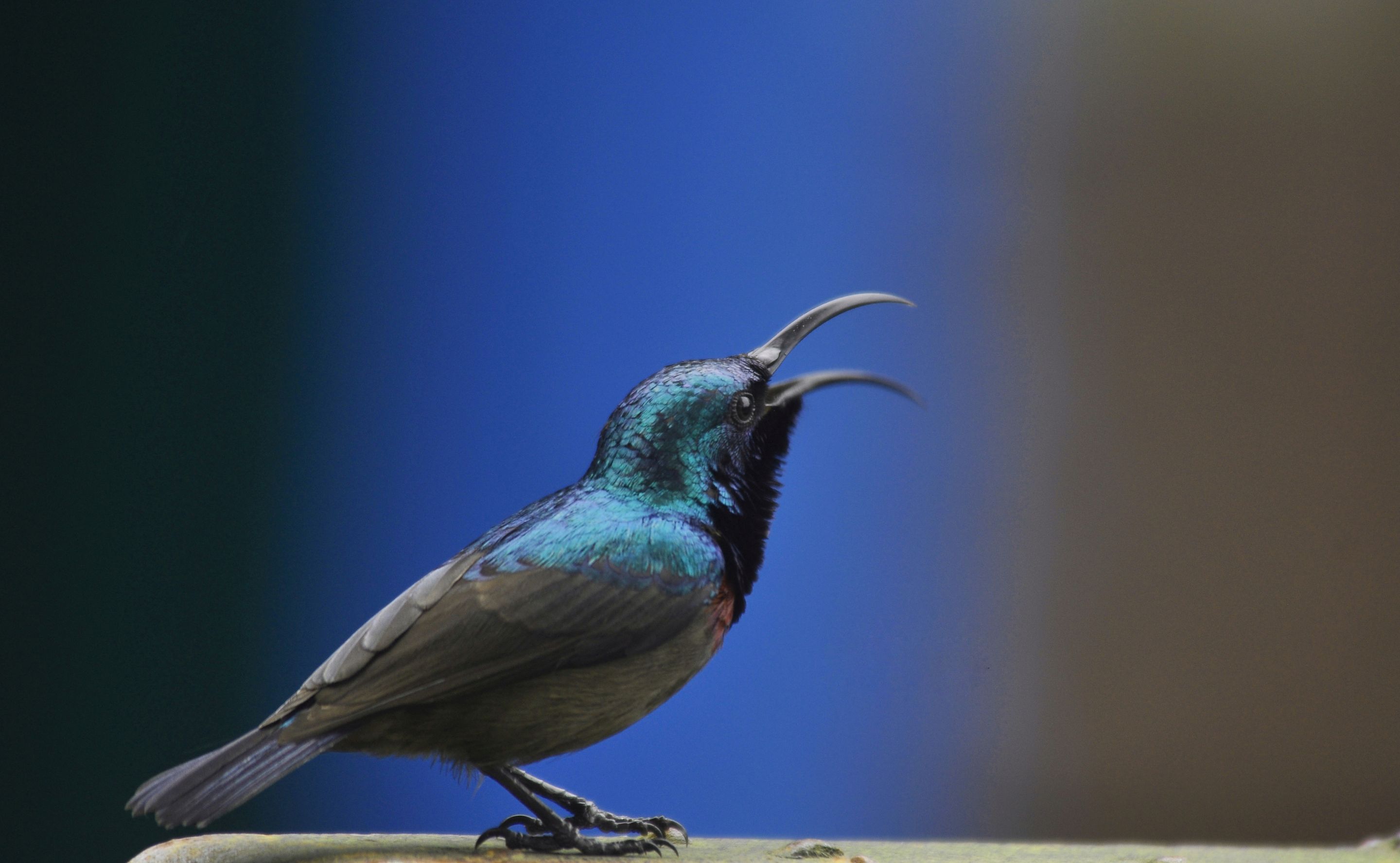 DSC_7608-02.jpeg