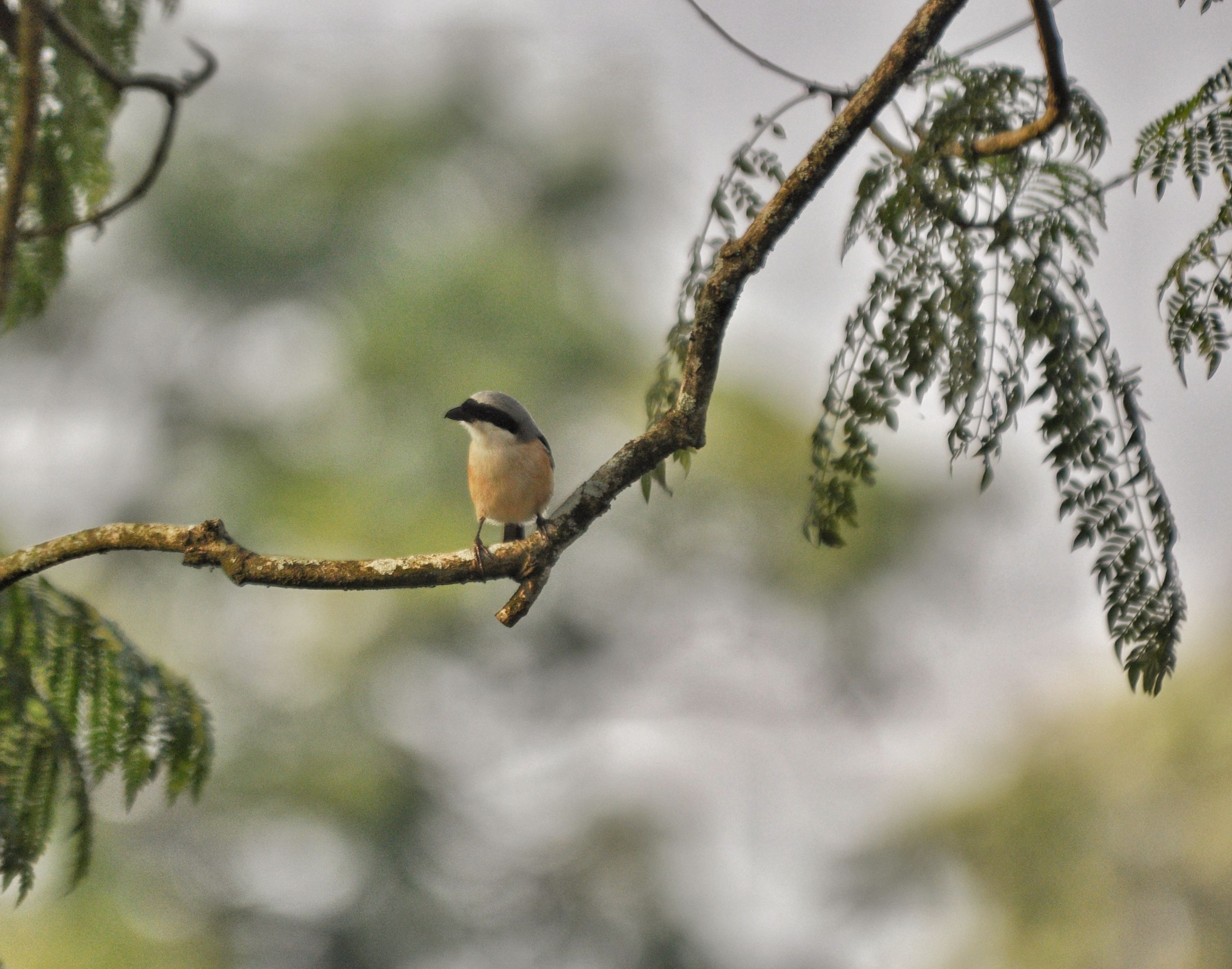 DSC_2707-01.jpeg