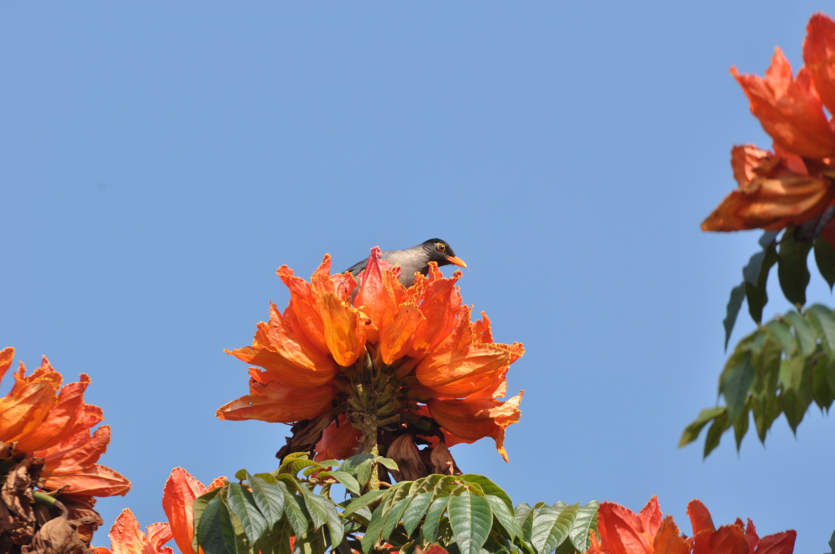 DSC_6998.JPG