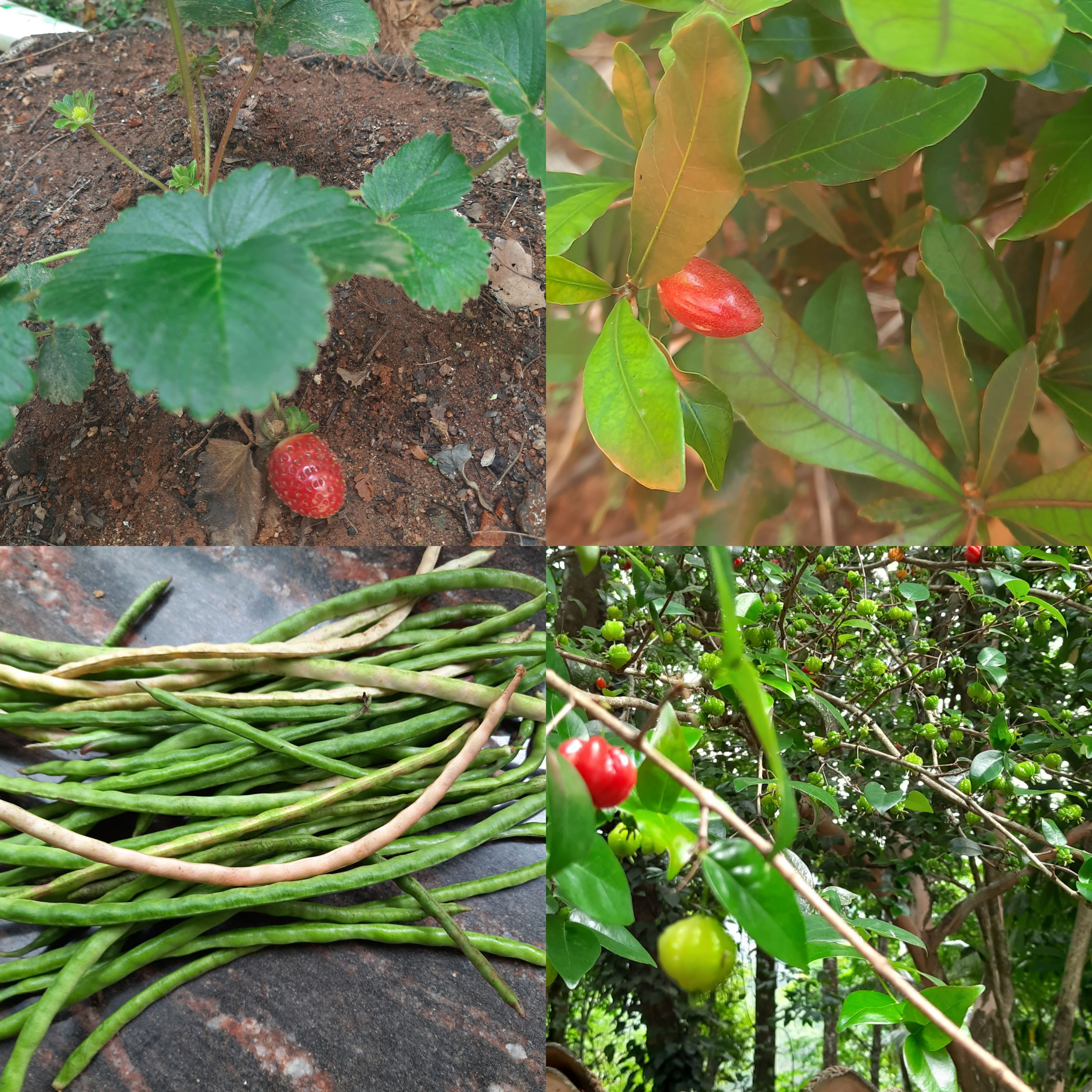 CollageMaker_20210419_192713071.jpg