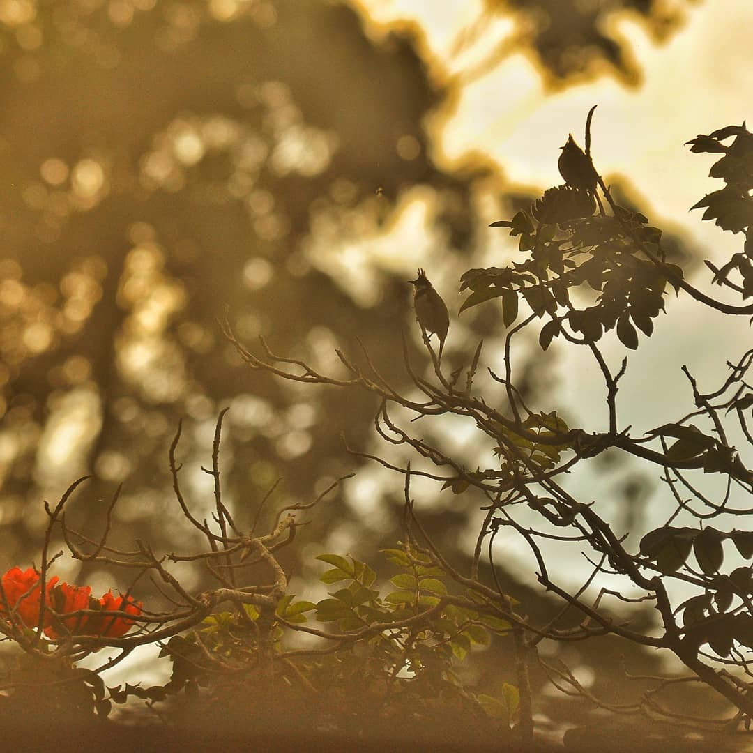 alphin_photographyy_1641933625332635.jpg