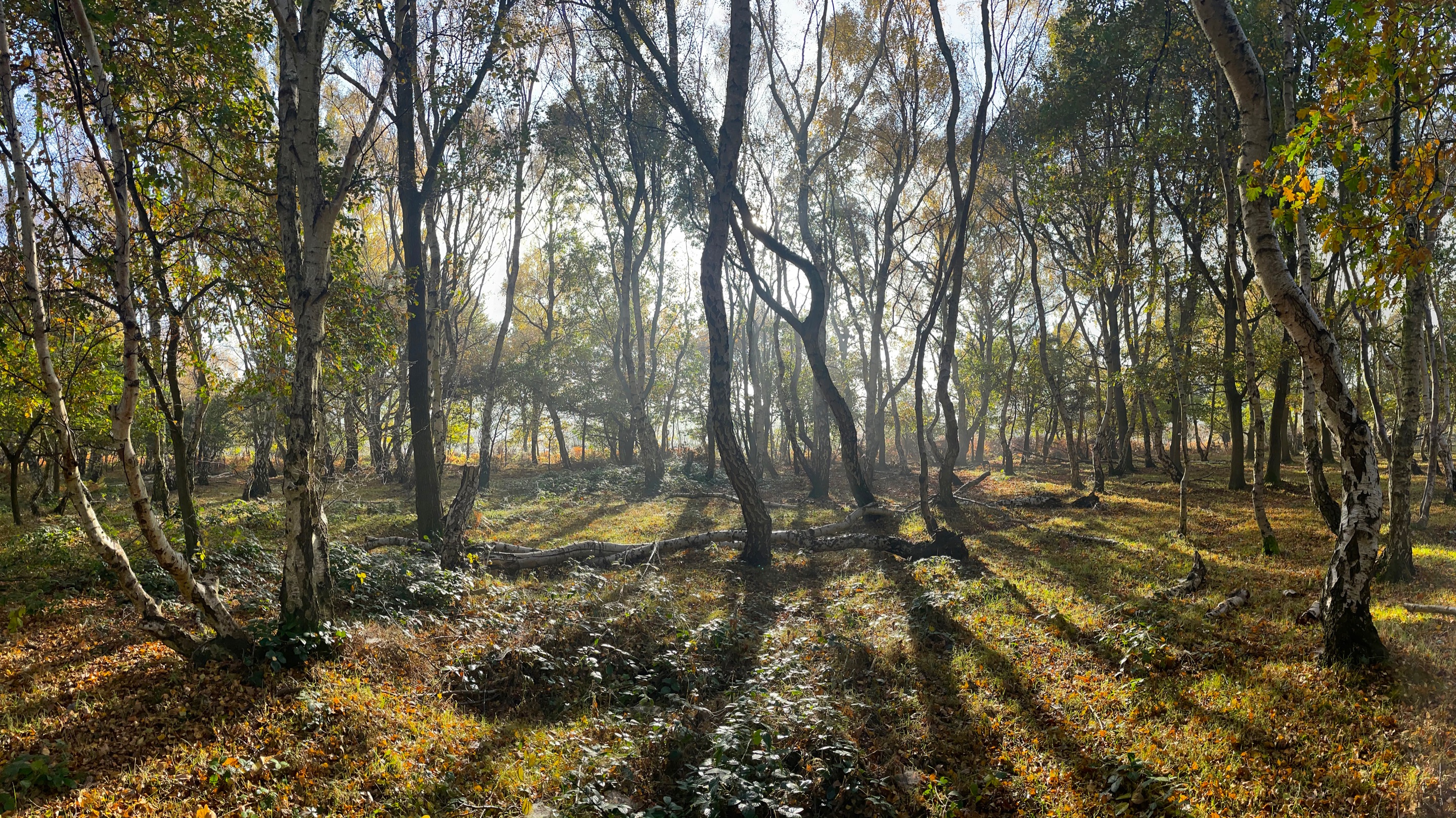 Budby-Forest-pano1-rfs.jpg