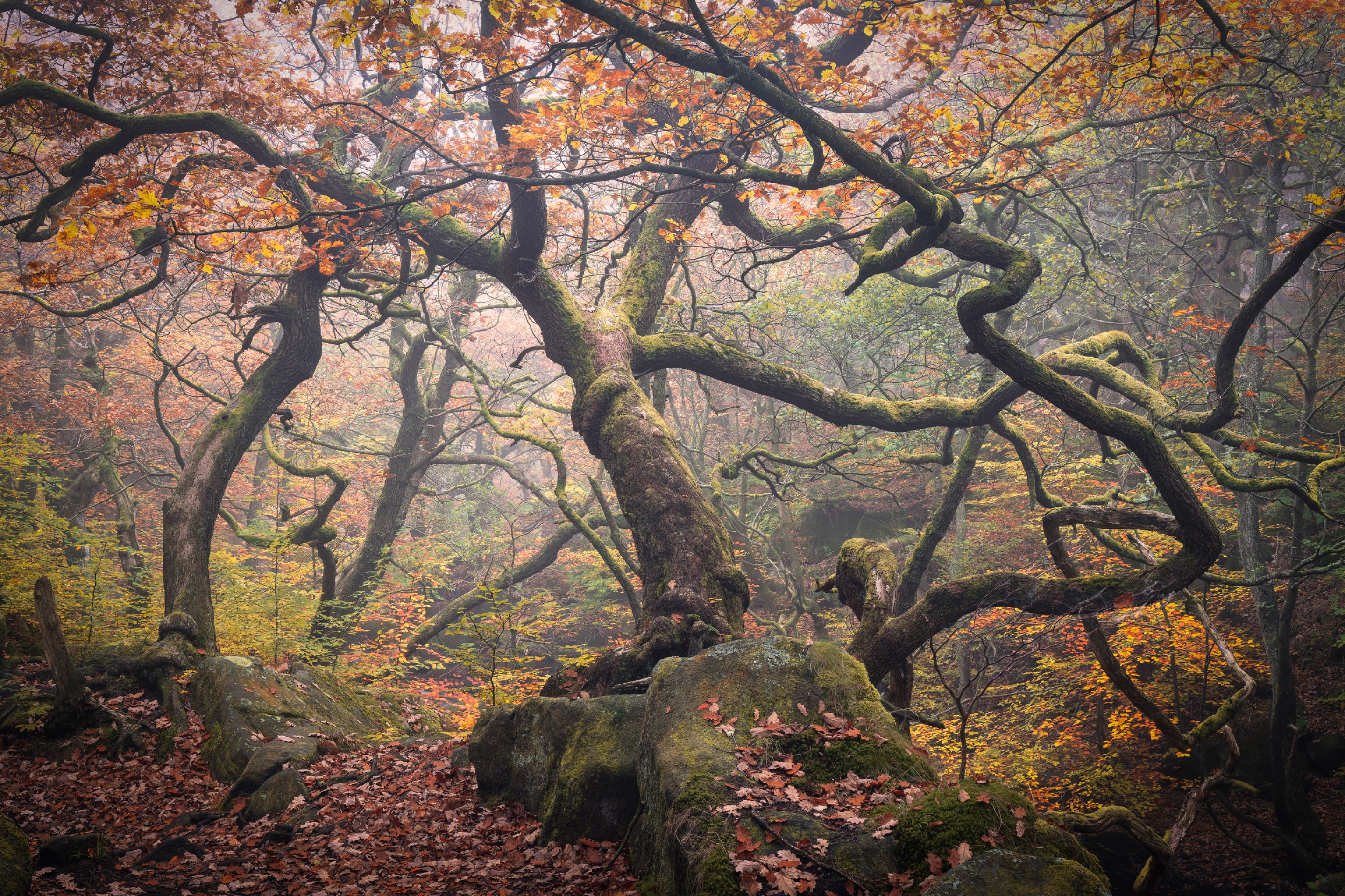 Padley6_Hive.jpg