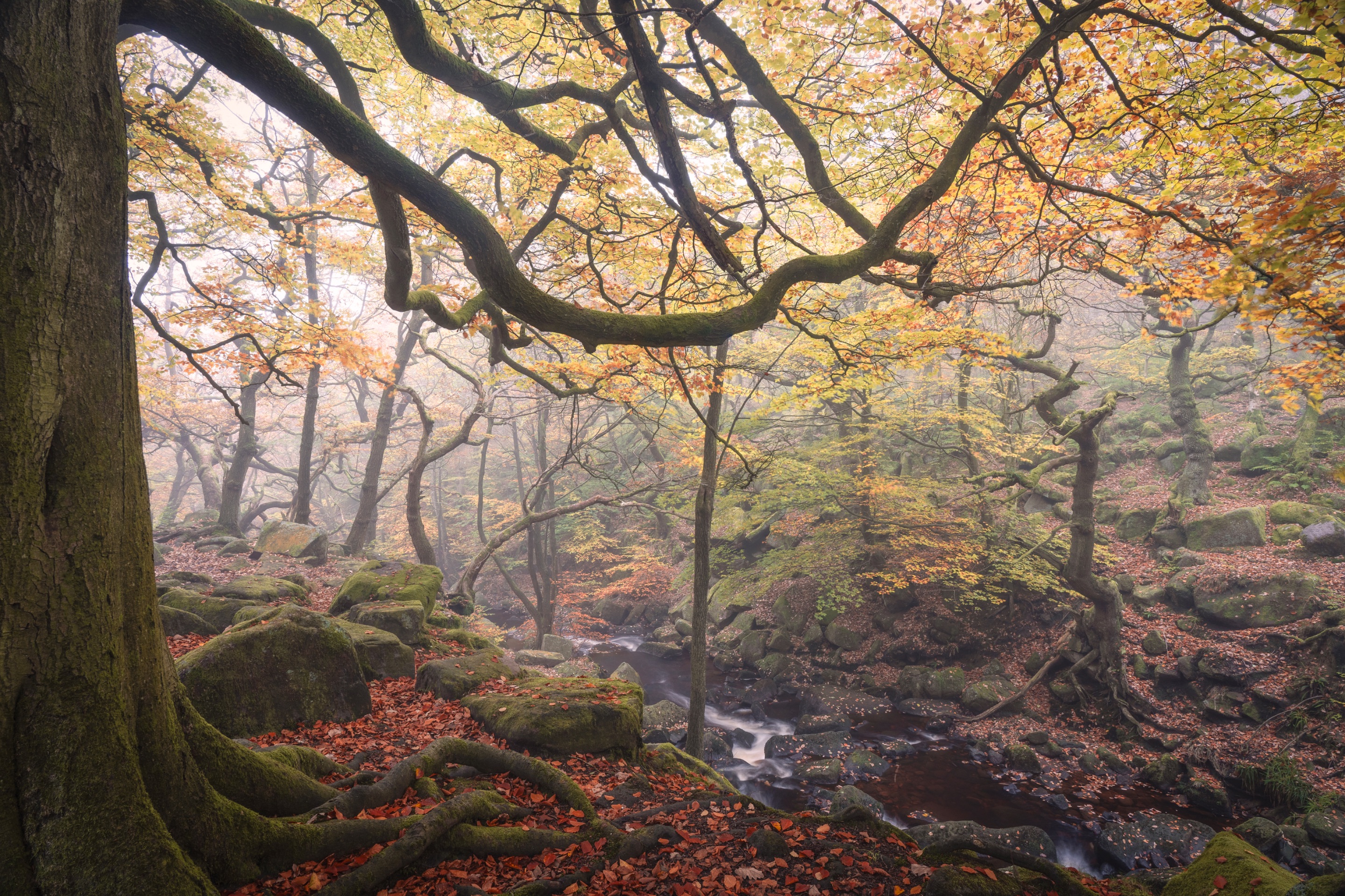Padley5_Hive.jpg