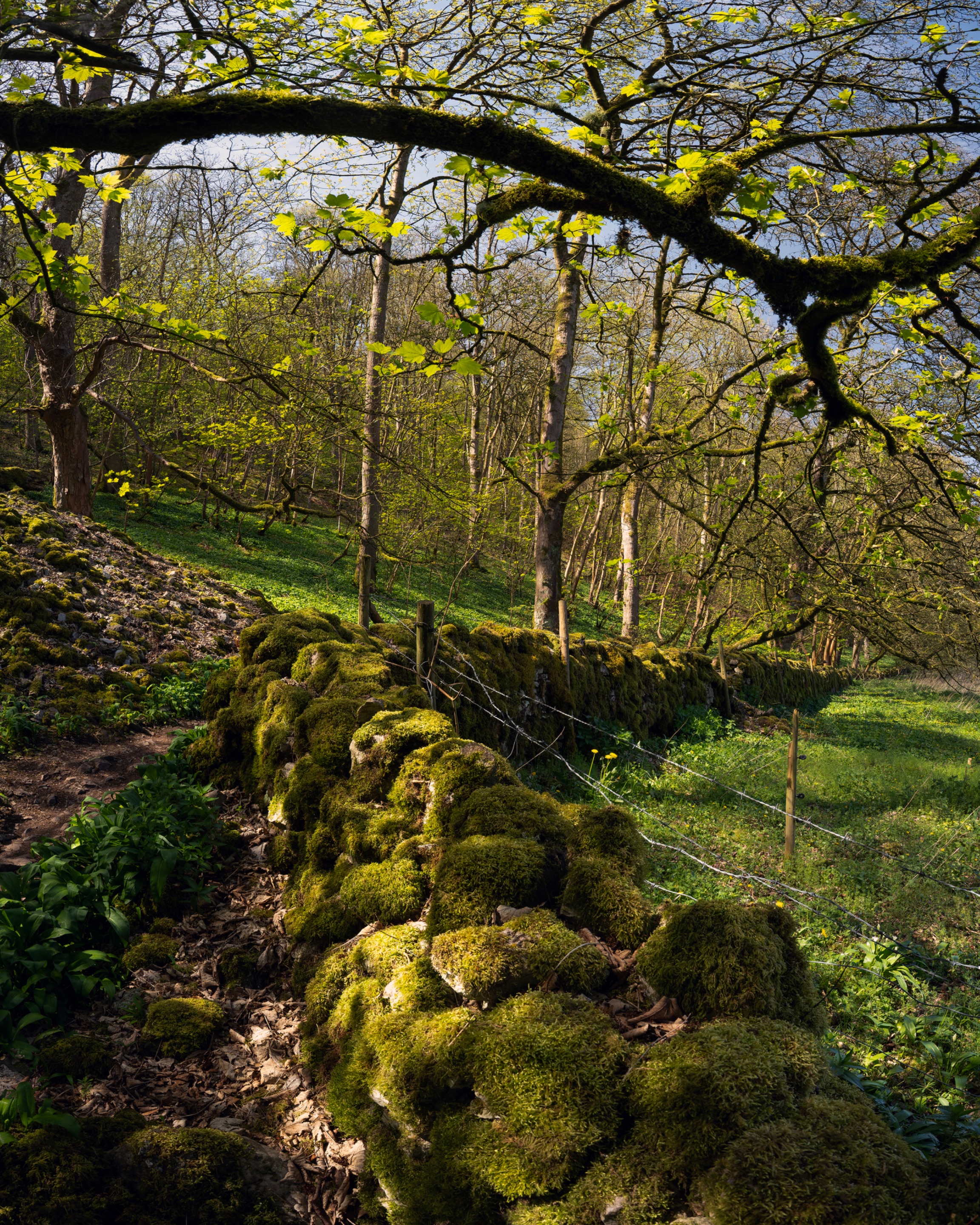 Bobbins-Mills_Vertical-Panorama_6x2-rfs.jpg