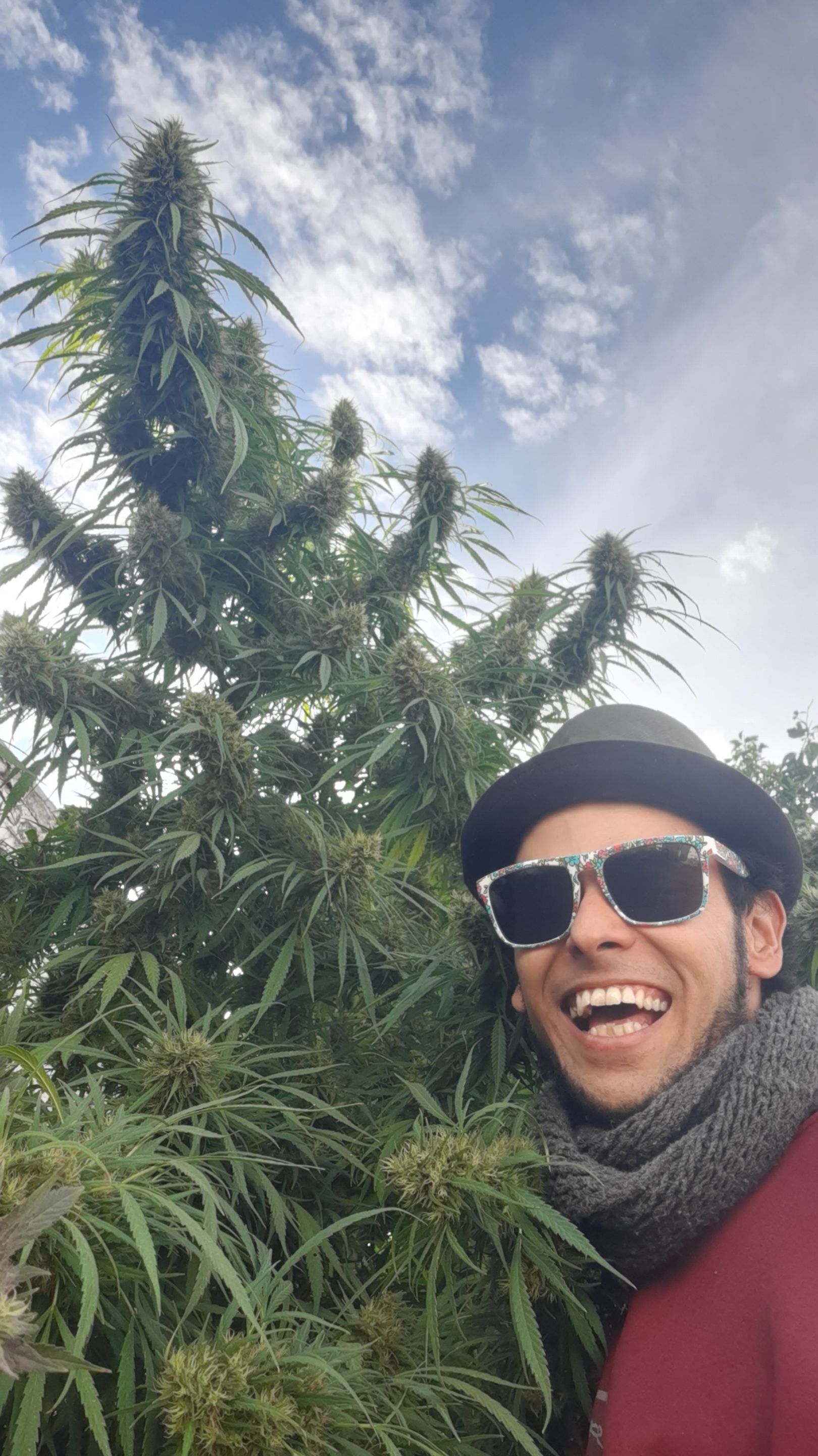 para thc.jpg