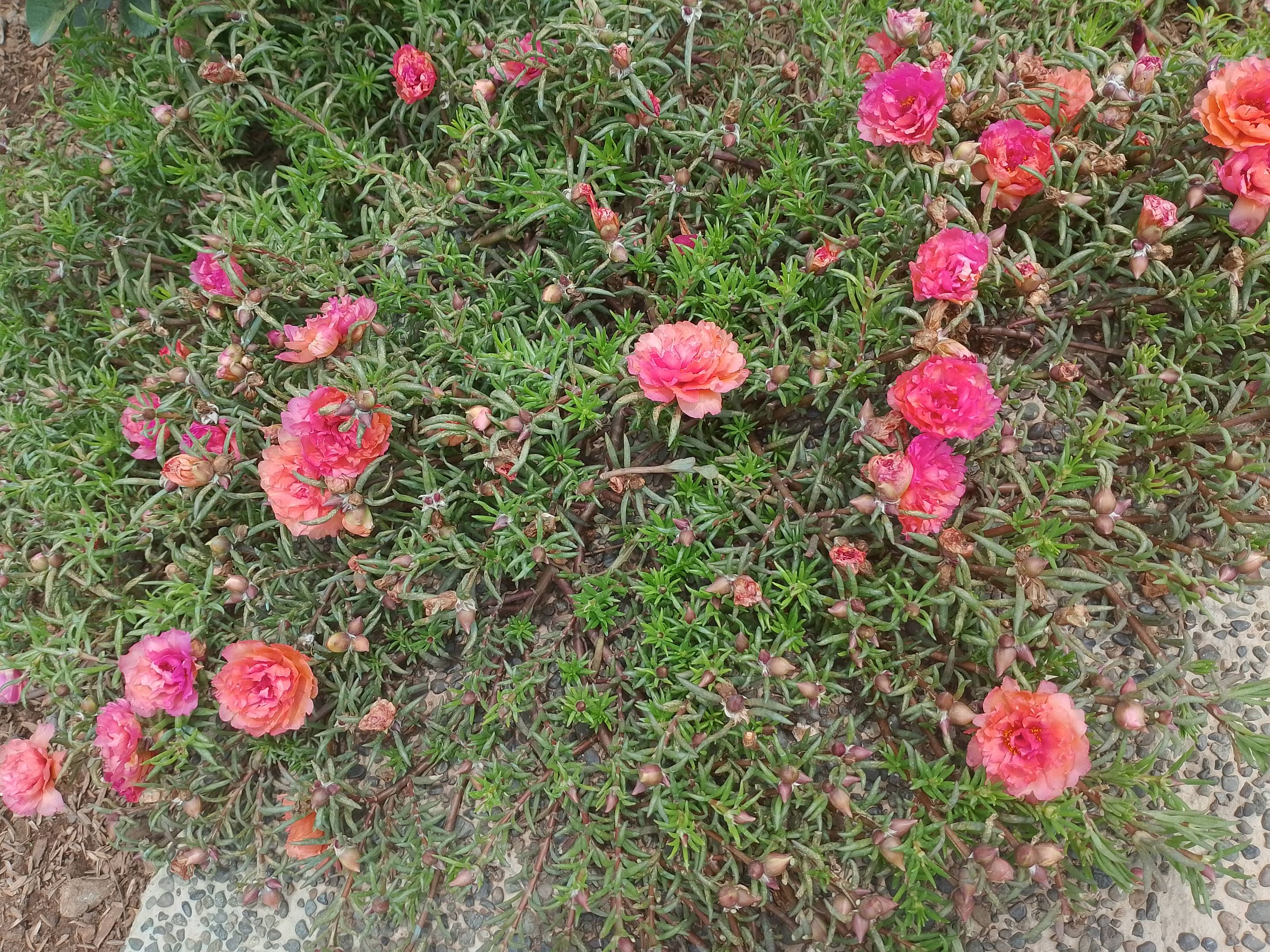 IMG_20250522_130338.jpg
