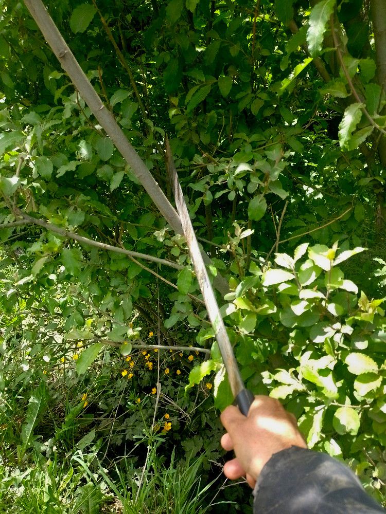 cutting branch.jpg