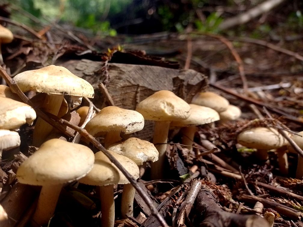 mushies.jpg