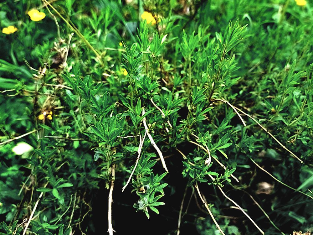 thyme.jpg