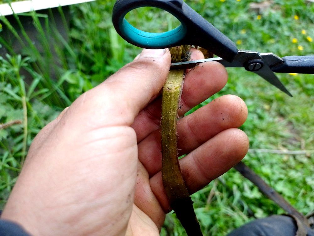 peeling with scissors.jpg