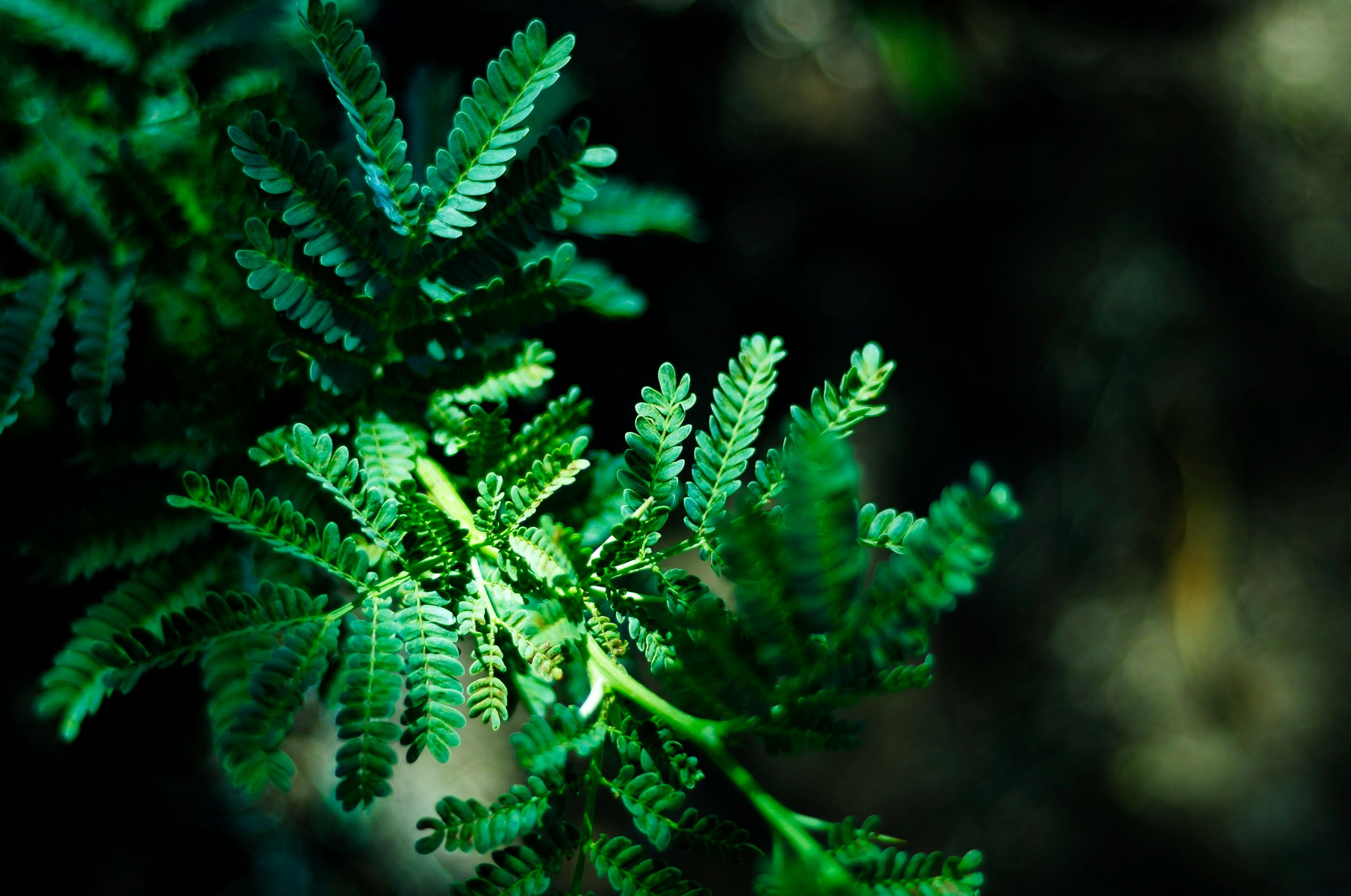 _DSC4723.JPG