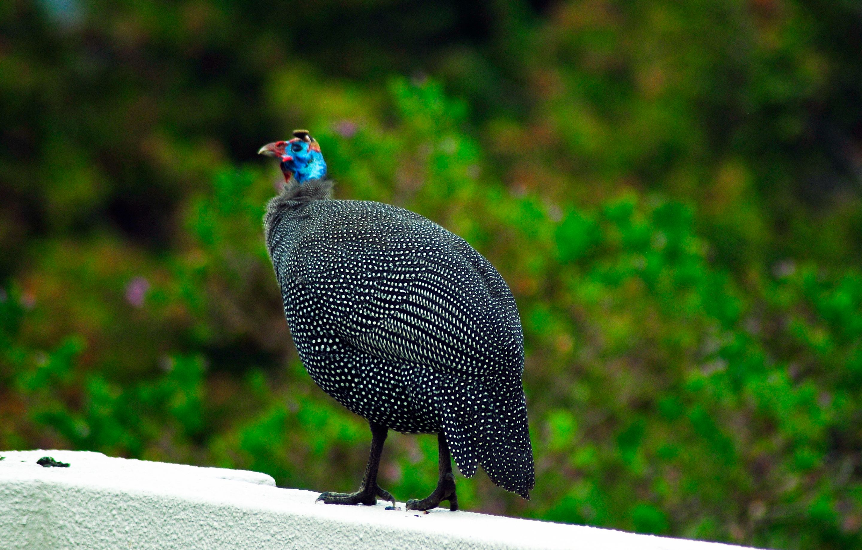 _DSC7926.JPG