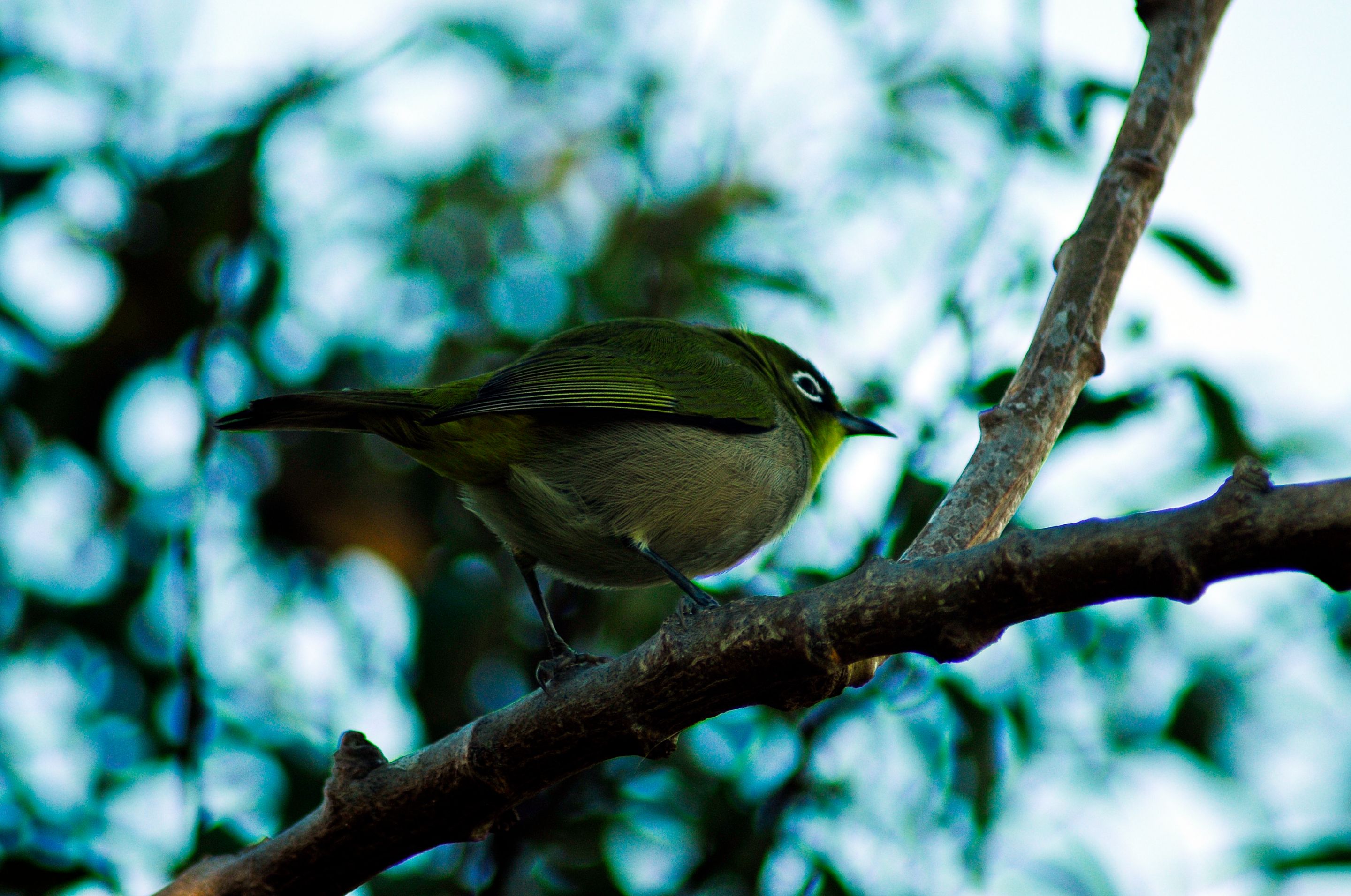 _DSC8103.JPG