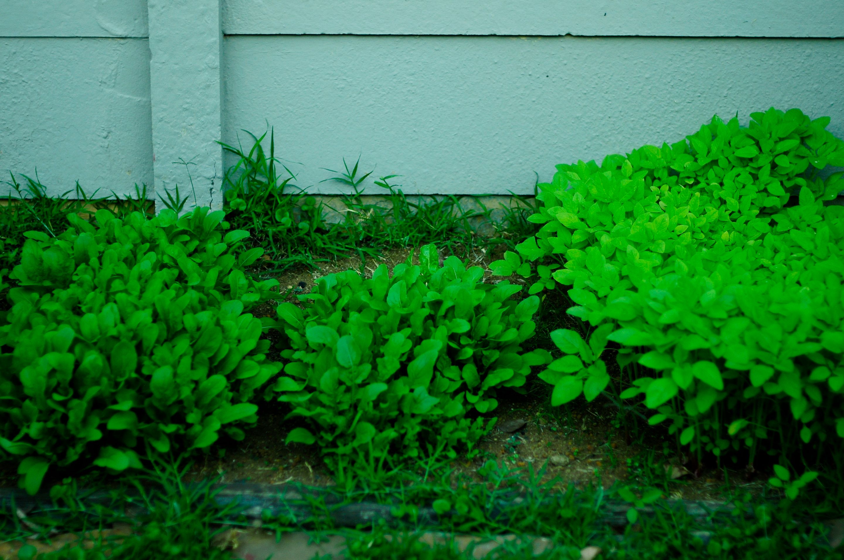 _DSC3964.JPG