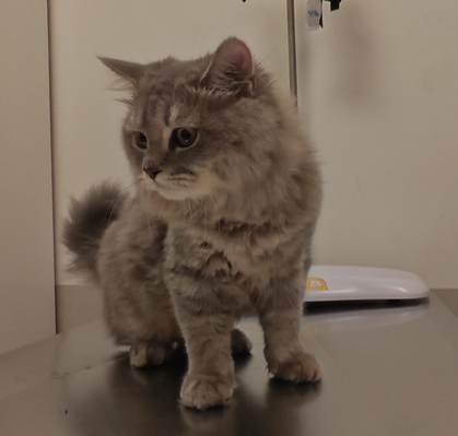 We Are Still Looking for His Family - New Cat