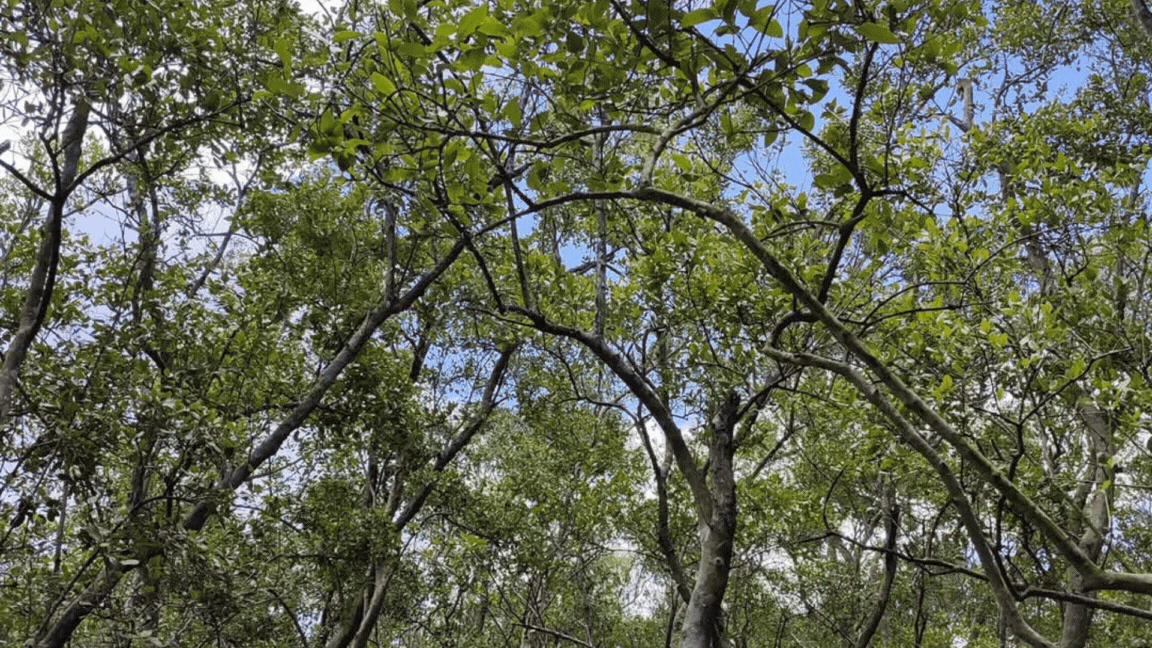 Green Minimalist Aerial Landscape Vlog Intro Youtube Thumbnail.gif
