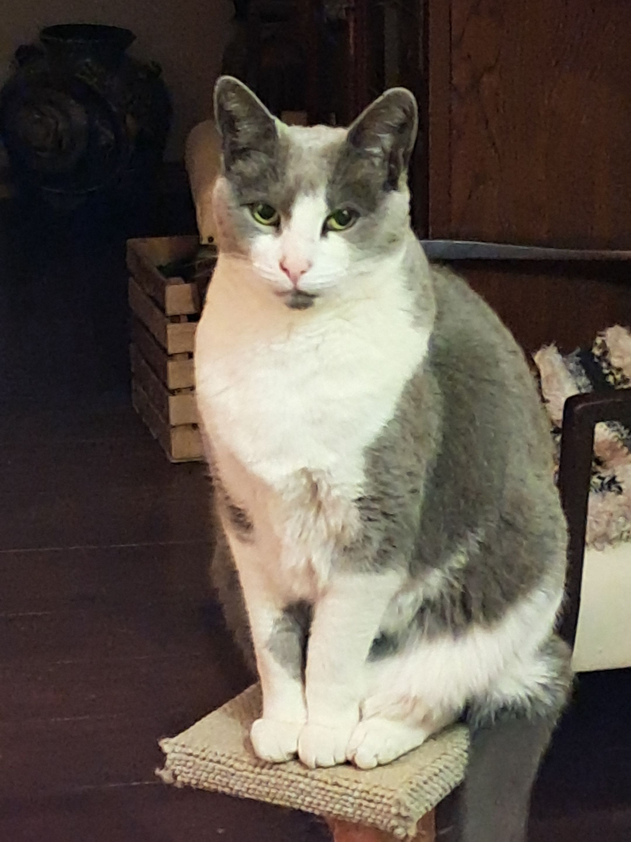 Gandalf