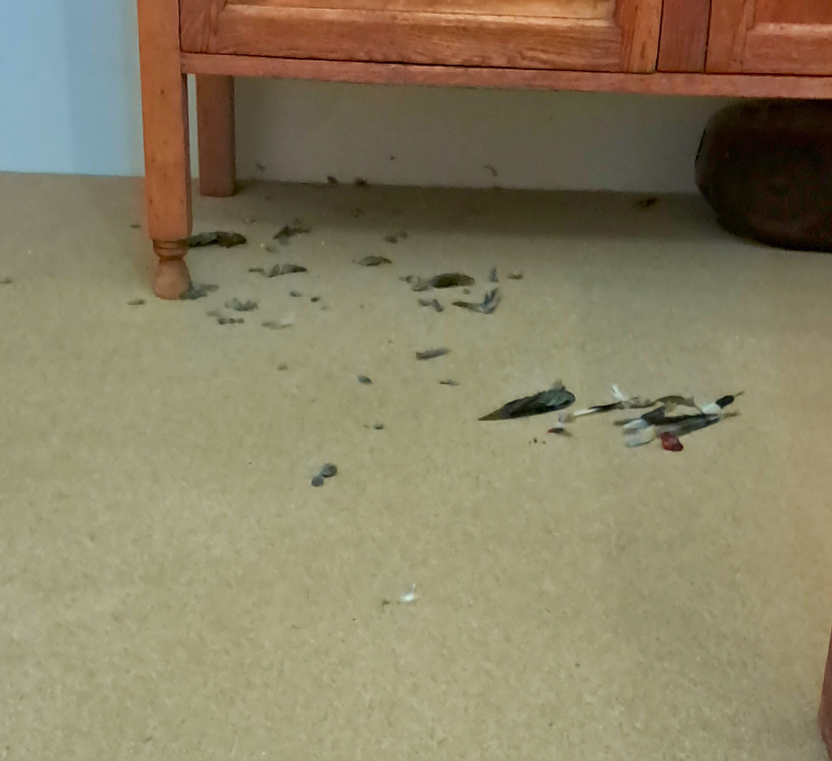 Debris
