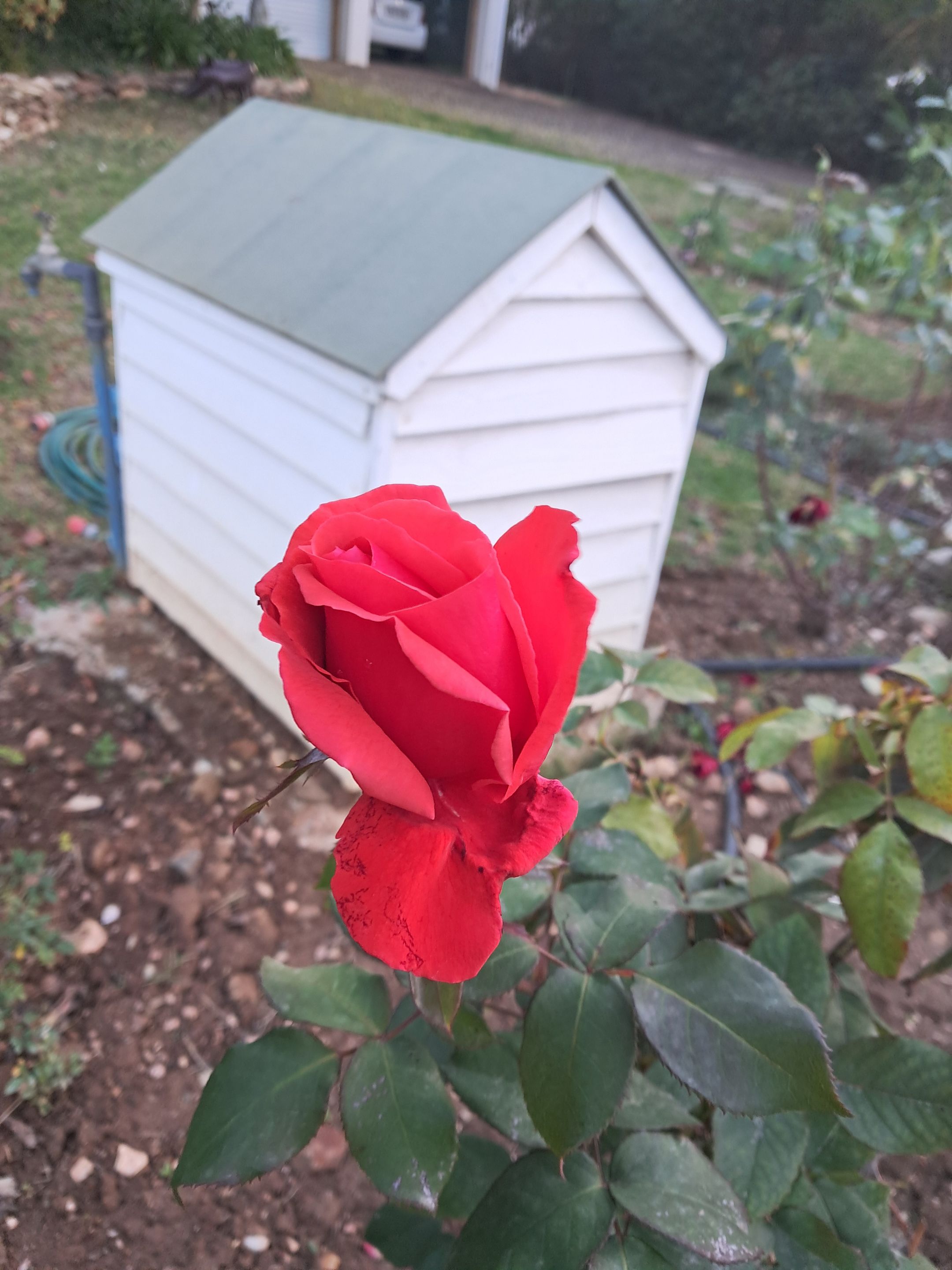 winter rose