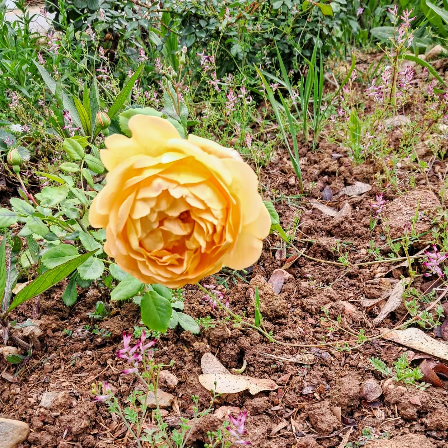 Old fashioned yellow rose