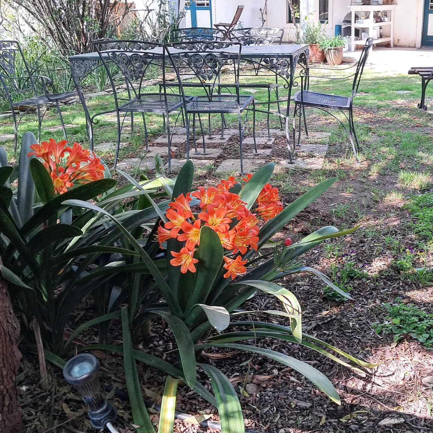 Clivias in my garden