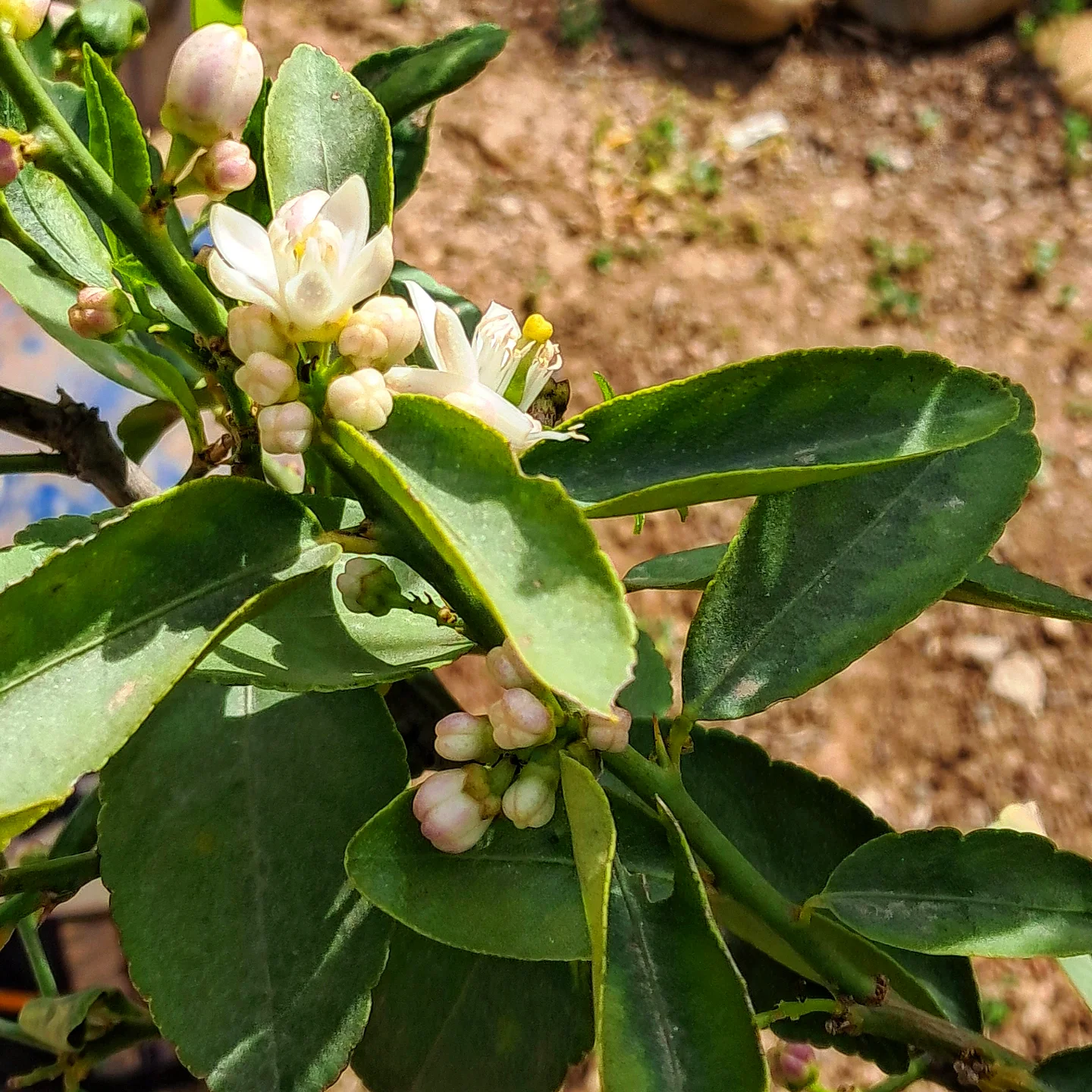 Lime blossom