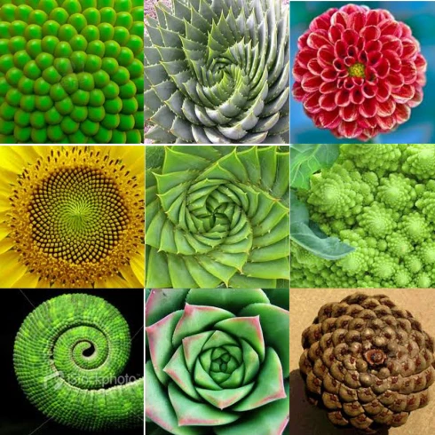 flor-de-la-vida-en-la-naturaleza.jpg