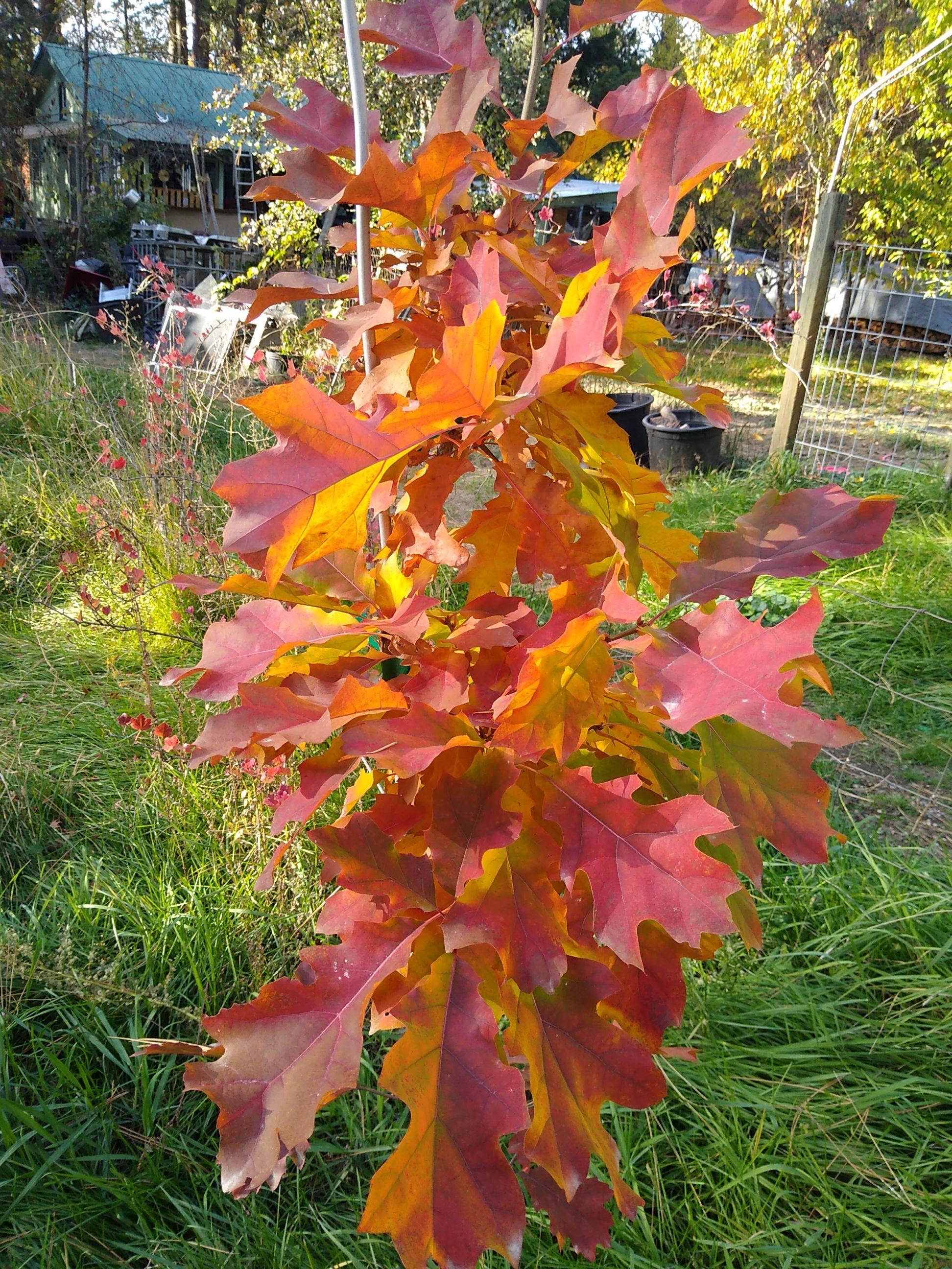 IMG_20211010_161003.jpg