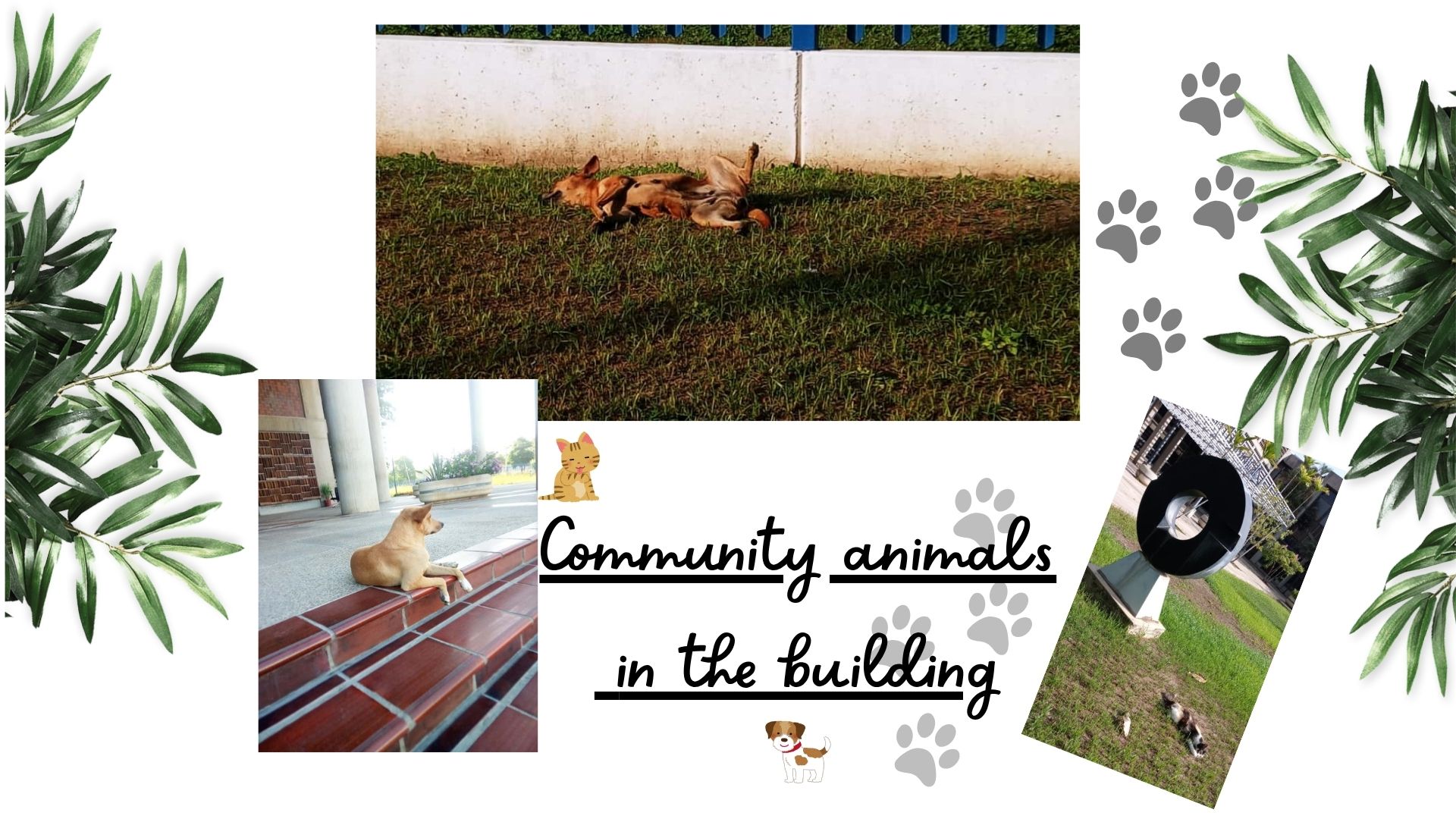 Community animals in the building.jpg