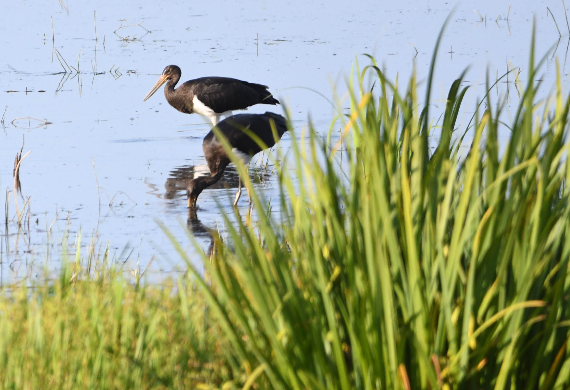 DSC_8784.jpg