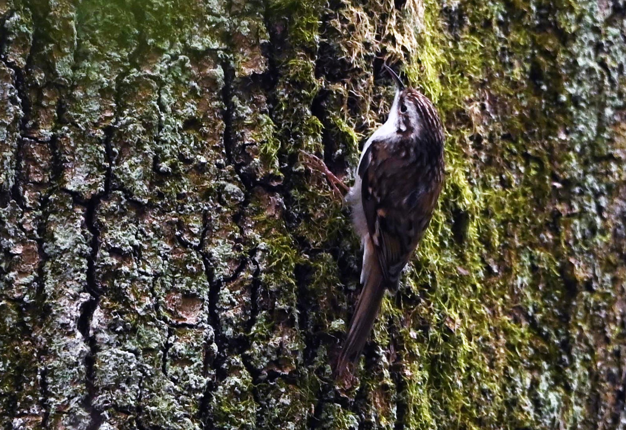 Z62_4423.jpg