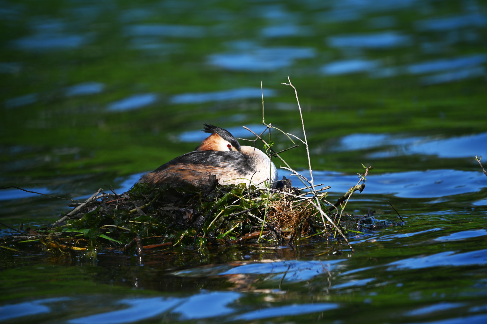 Z62_1817.JPG