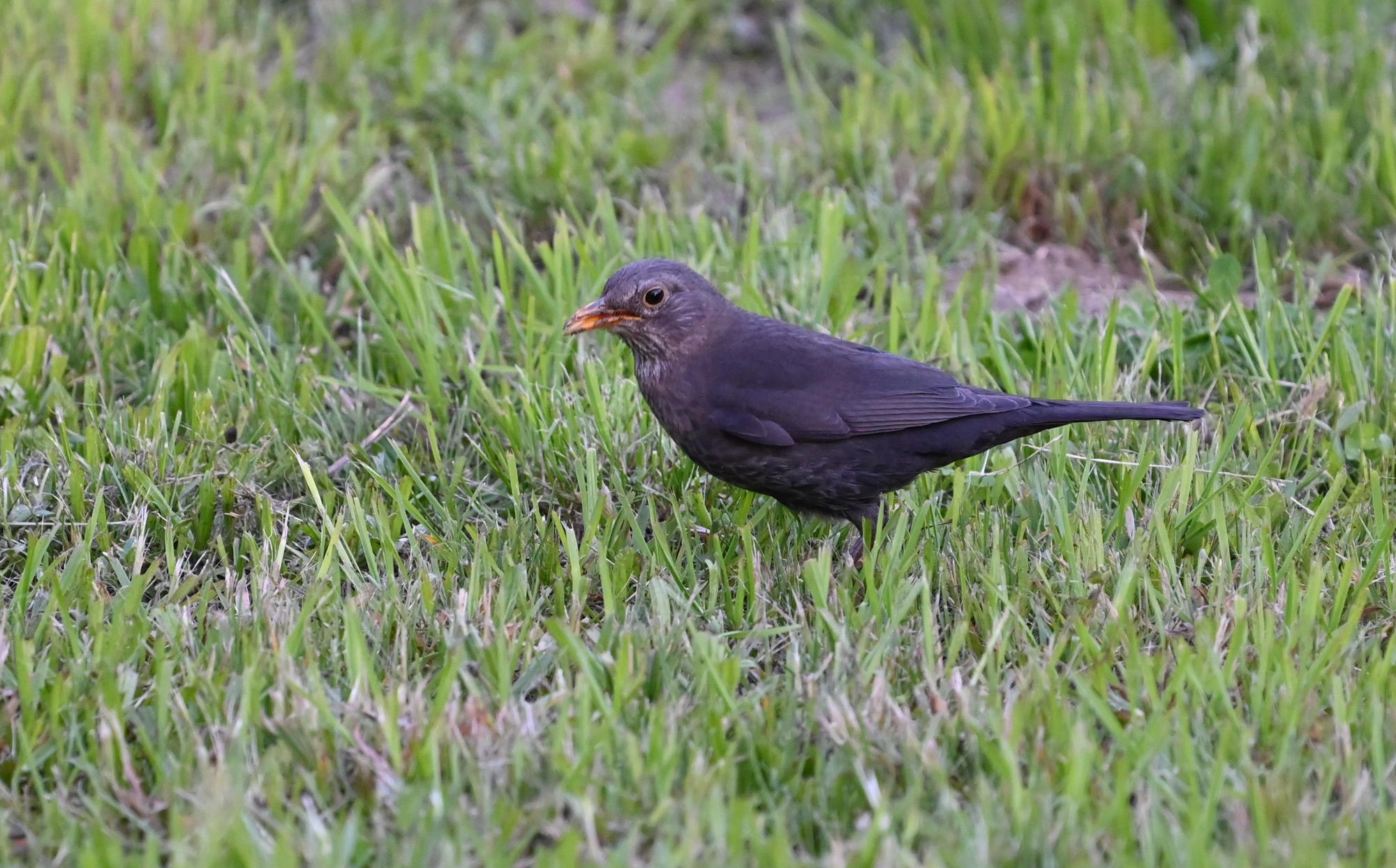 Z62_4868.jpg