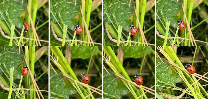 ladybug_fotostory.JPG