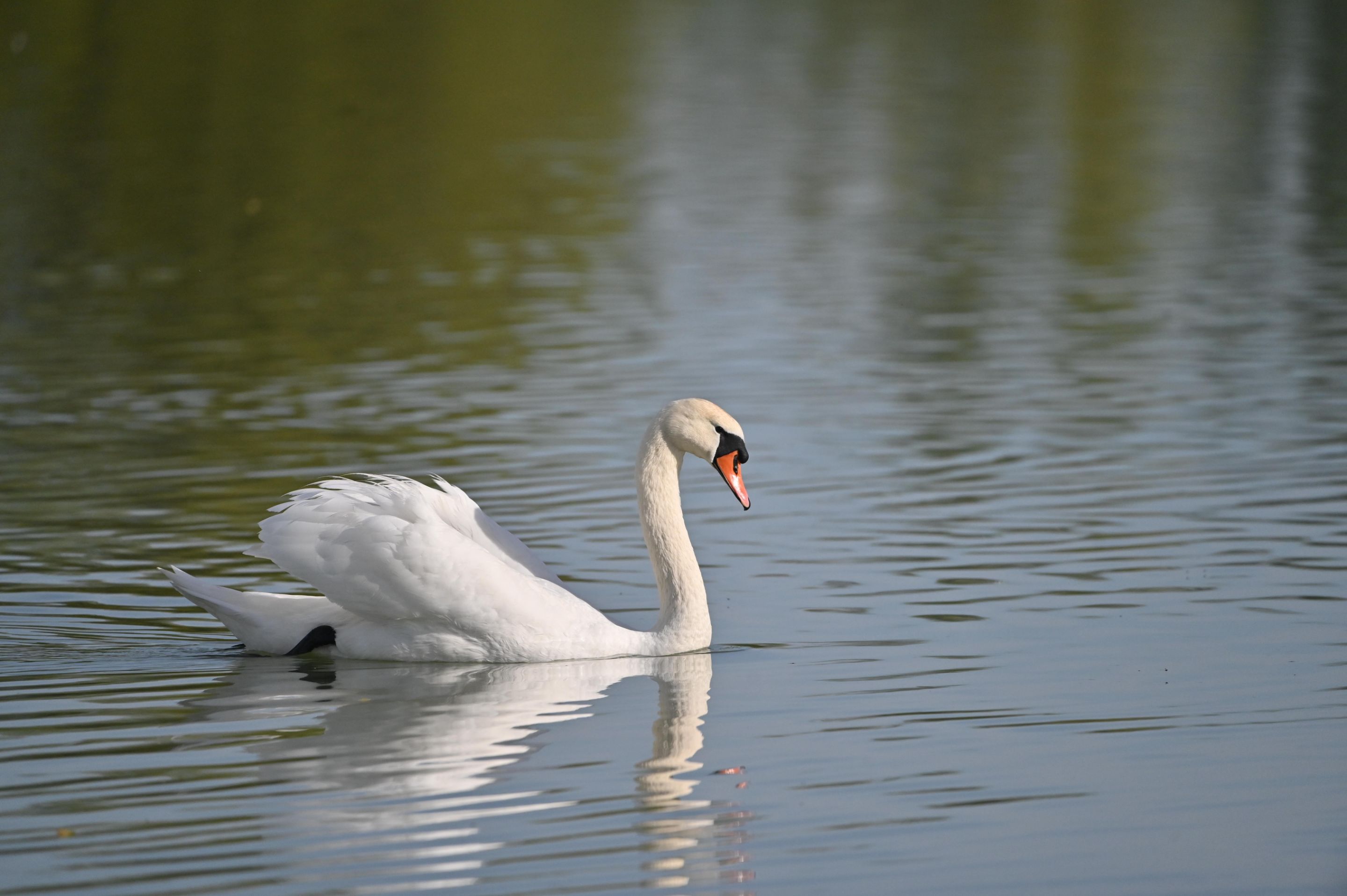 Z62_2300.jpg