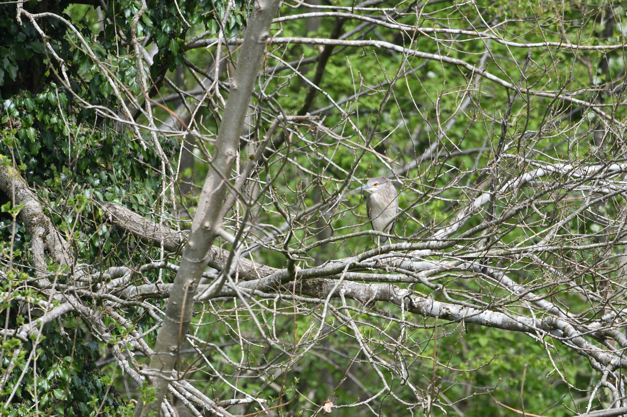 DSC_8099.jpg