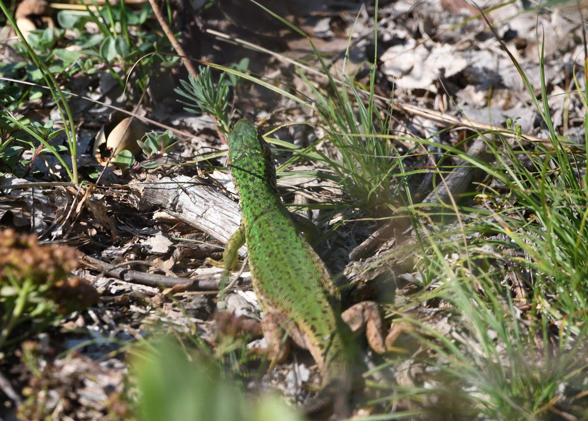 DSC_1235.jpg