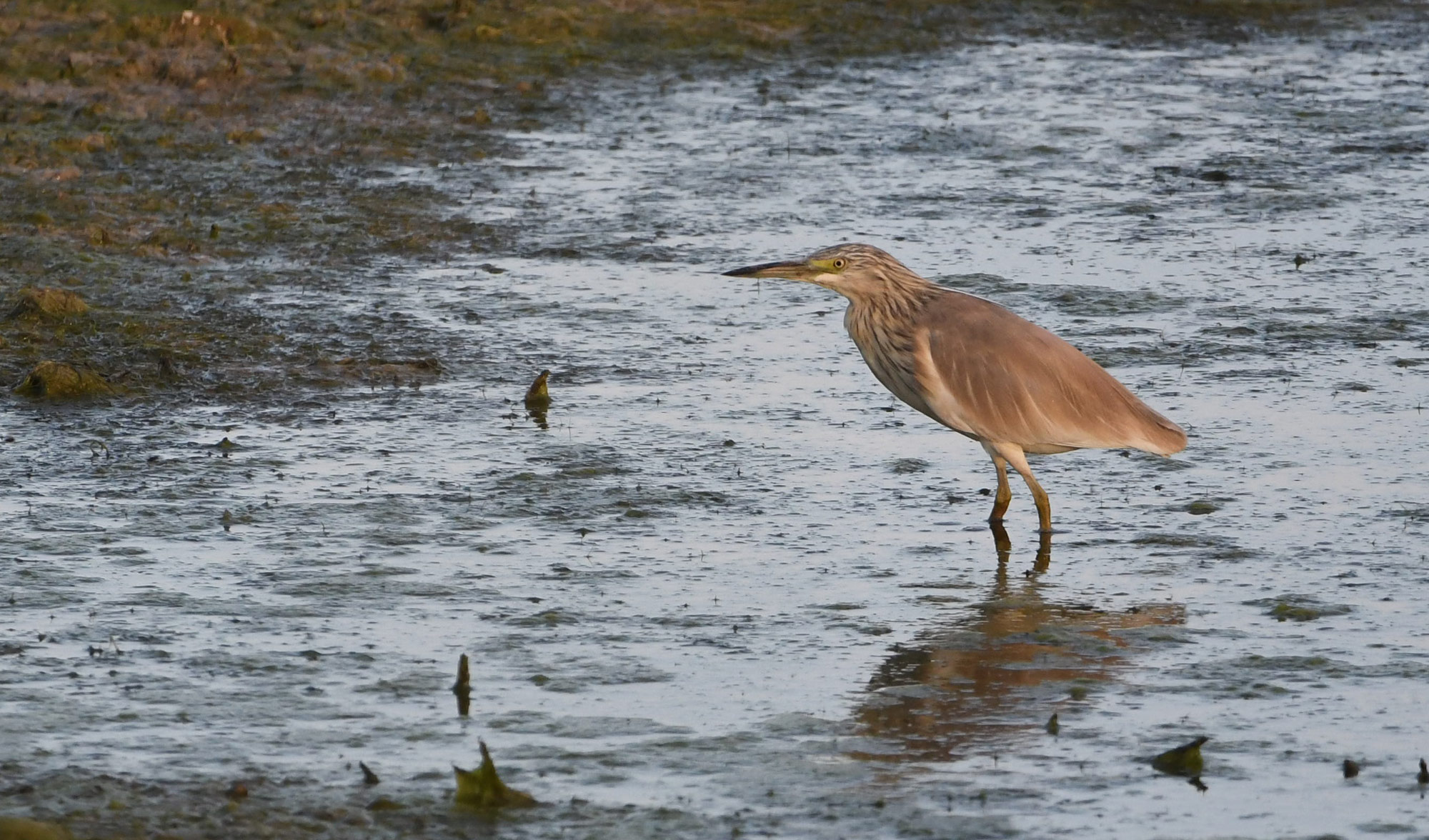 DSC_1046.jpg