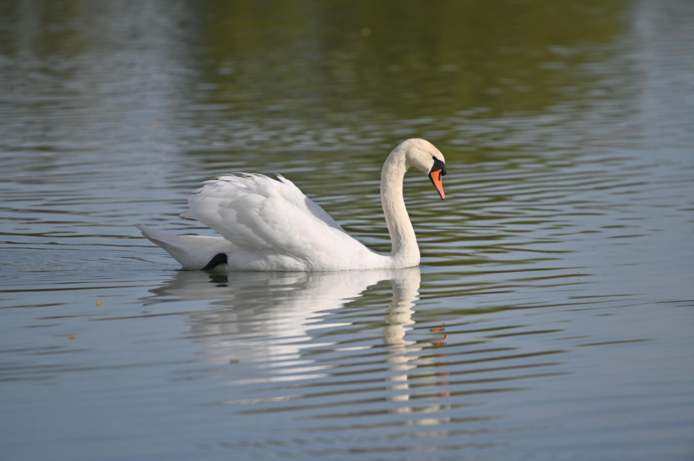 Z62_2292.jpg