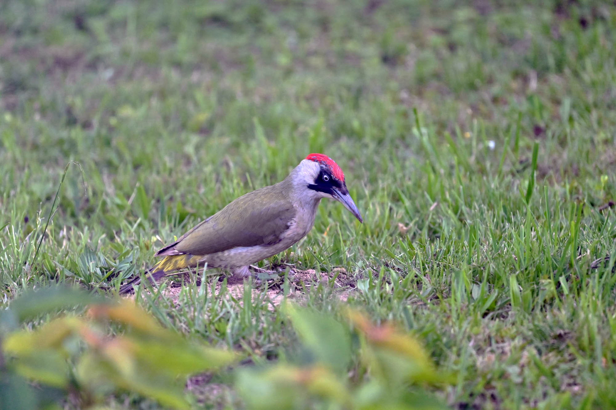 Z62_4993.jpg