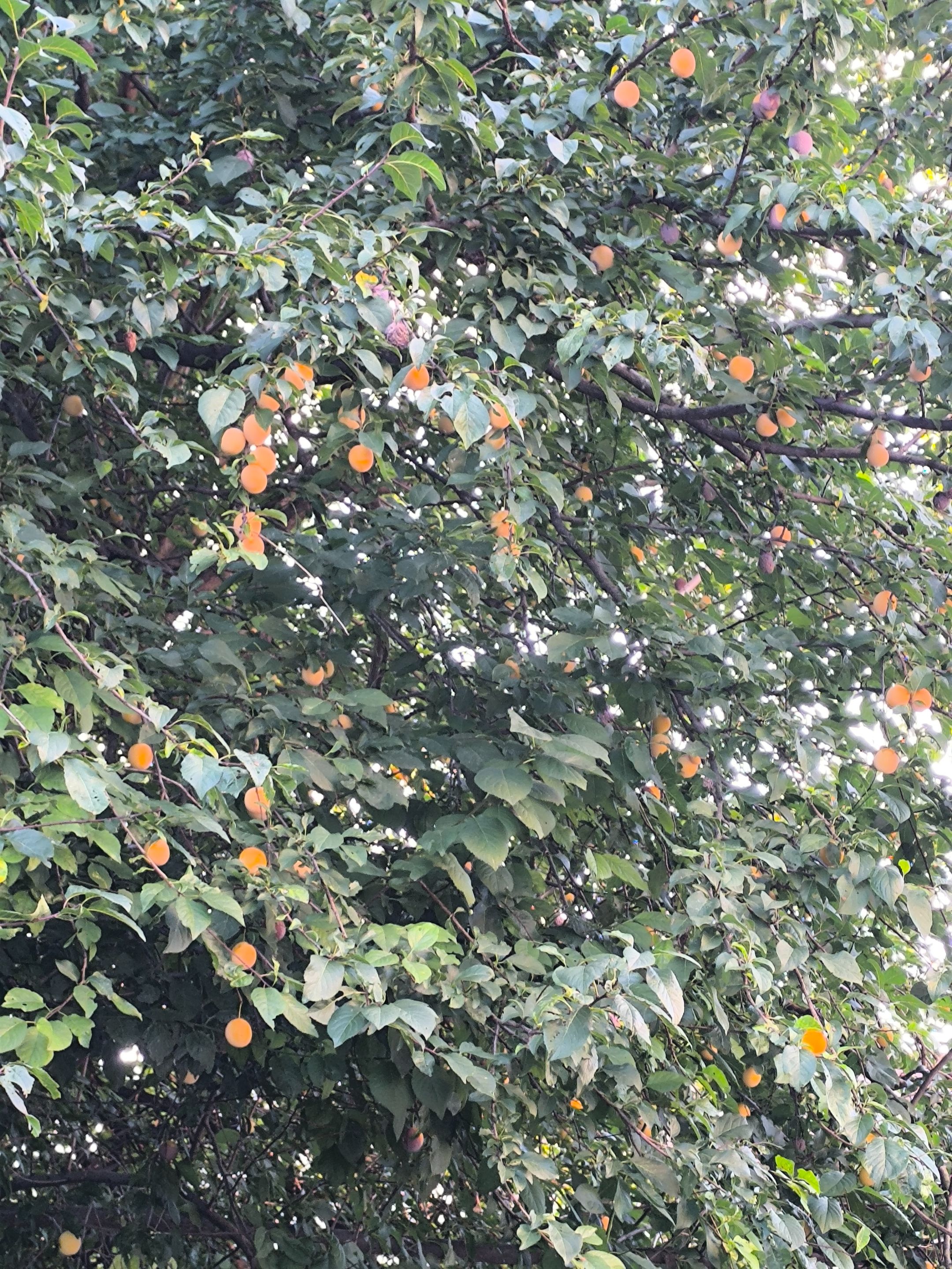 IMG_20250808_193856.jpg