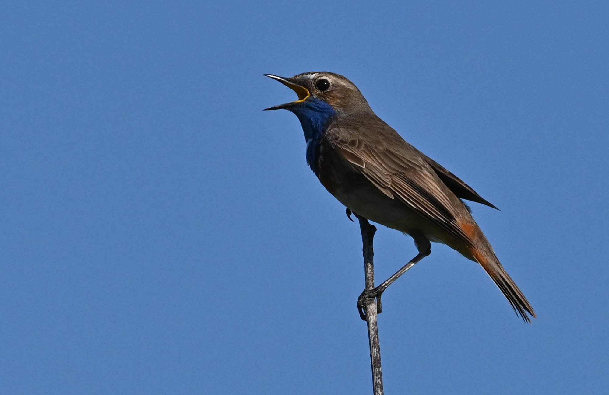 Z62_6377.jpg