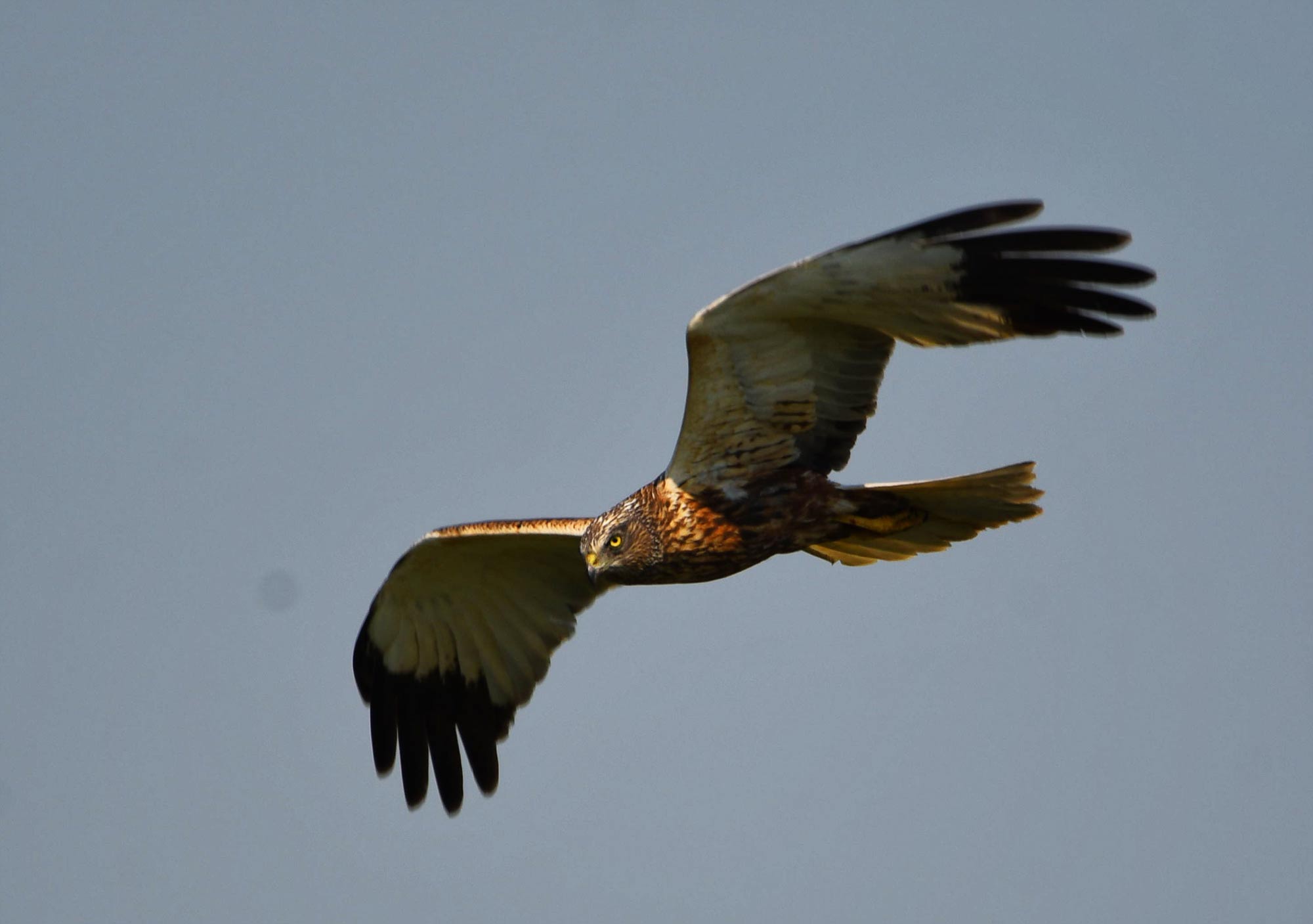 DSC_9864.jpg