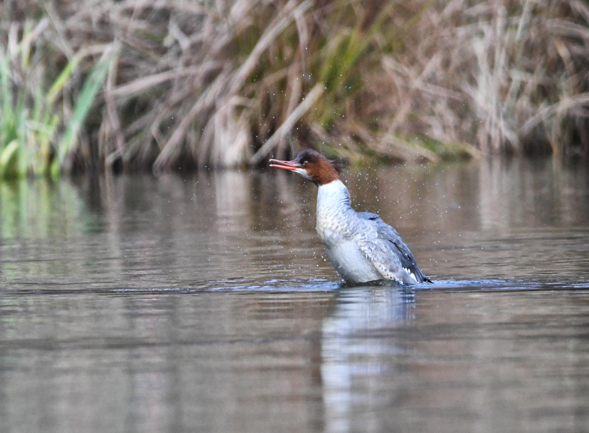 DSC_6629.jpg