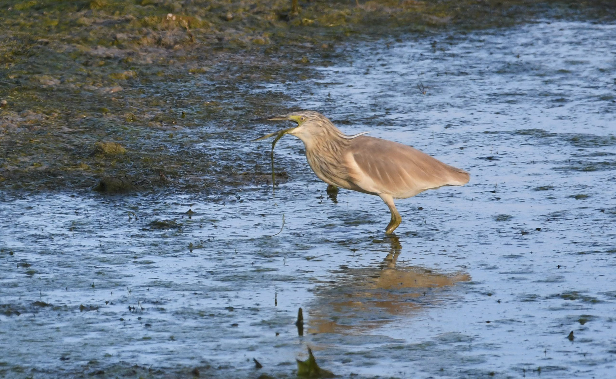 DSC_1091.jpg