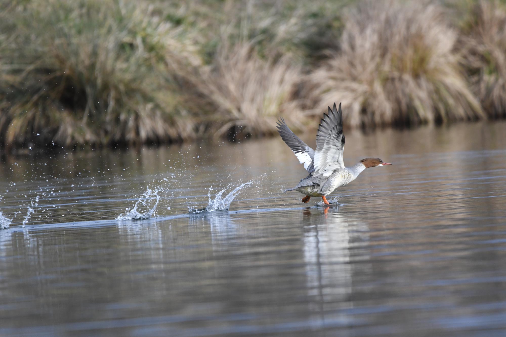 DSC_6528.jpg