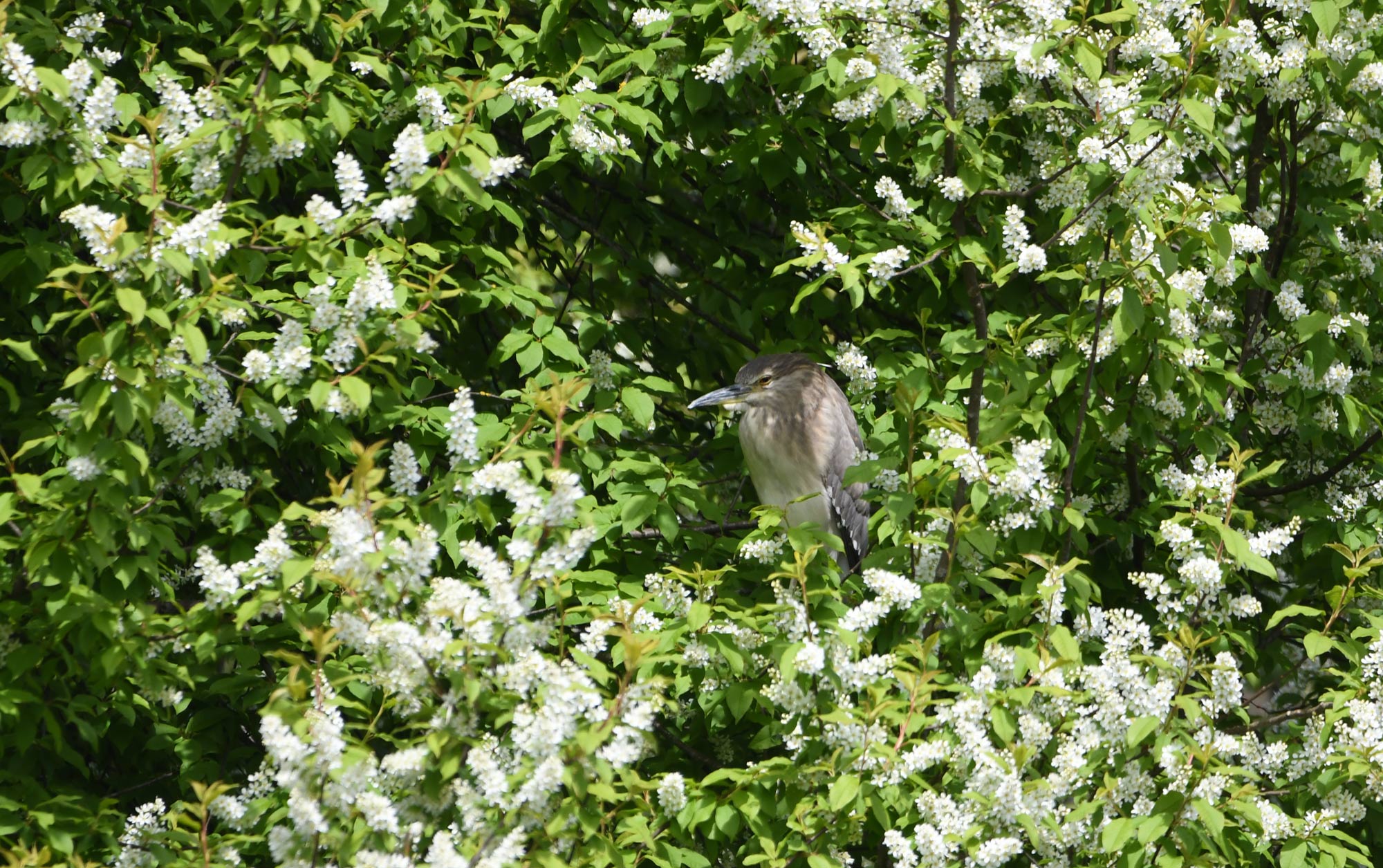 DSC_8109.jpg