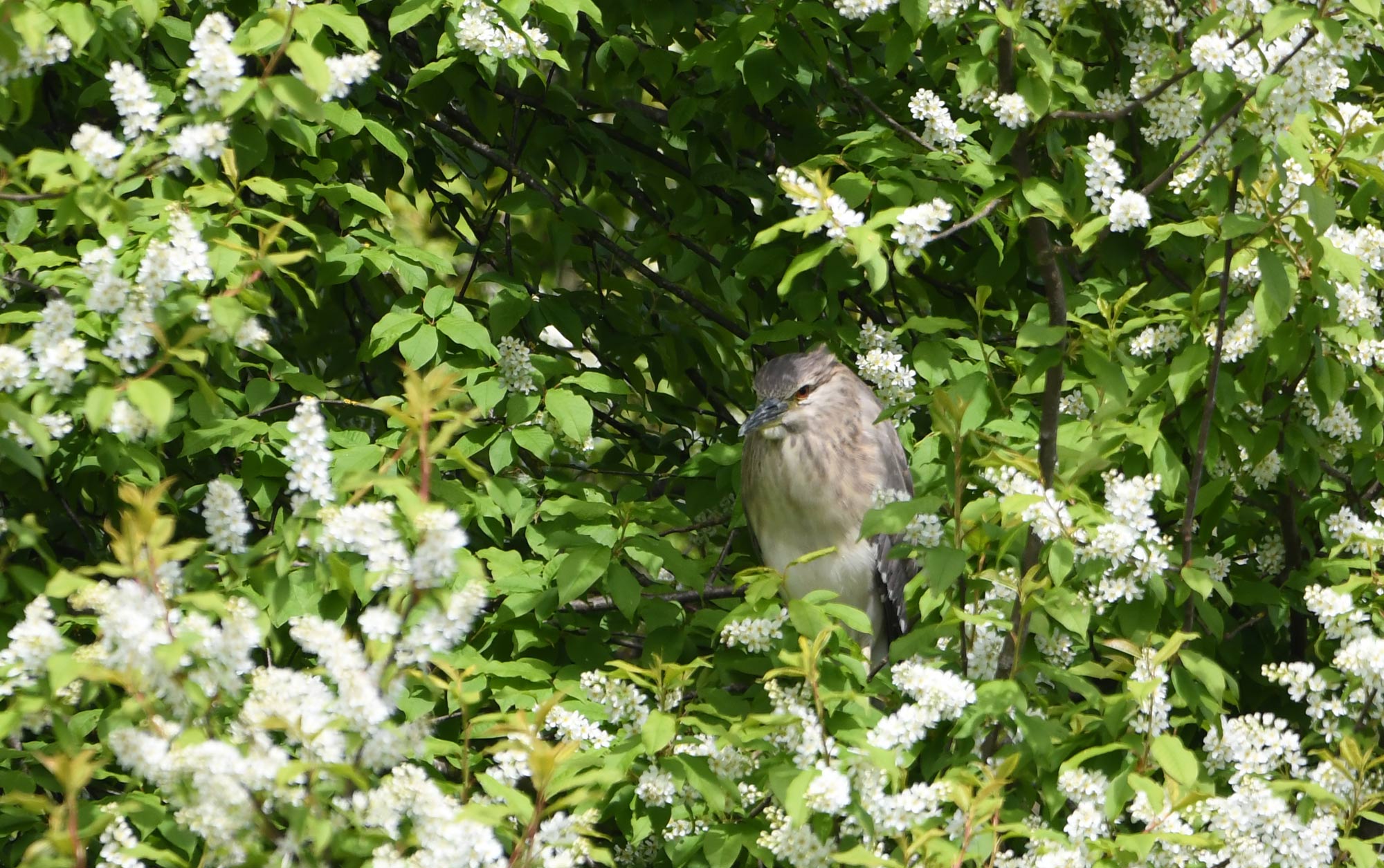 DSC_8104.jpg